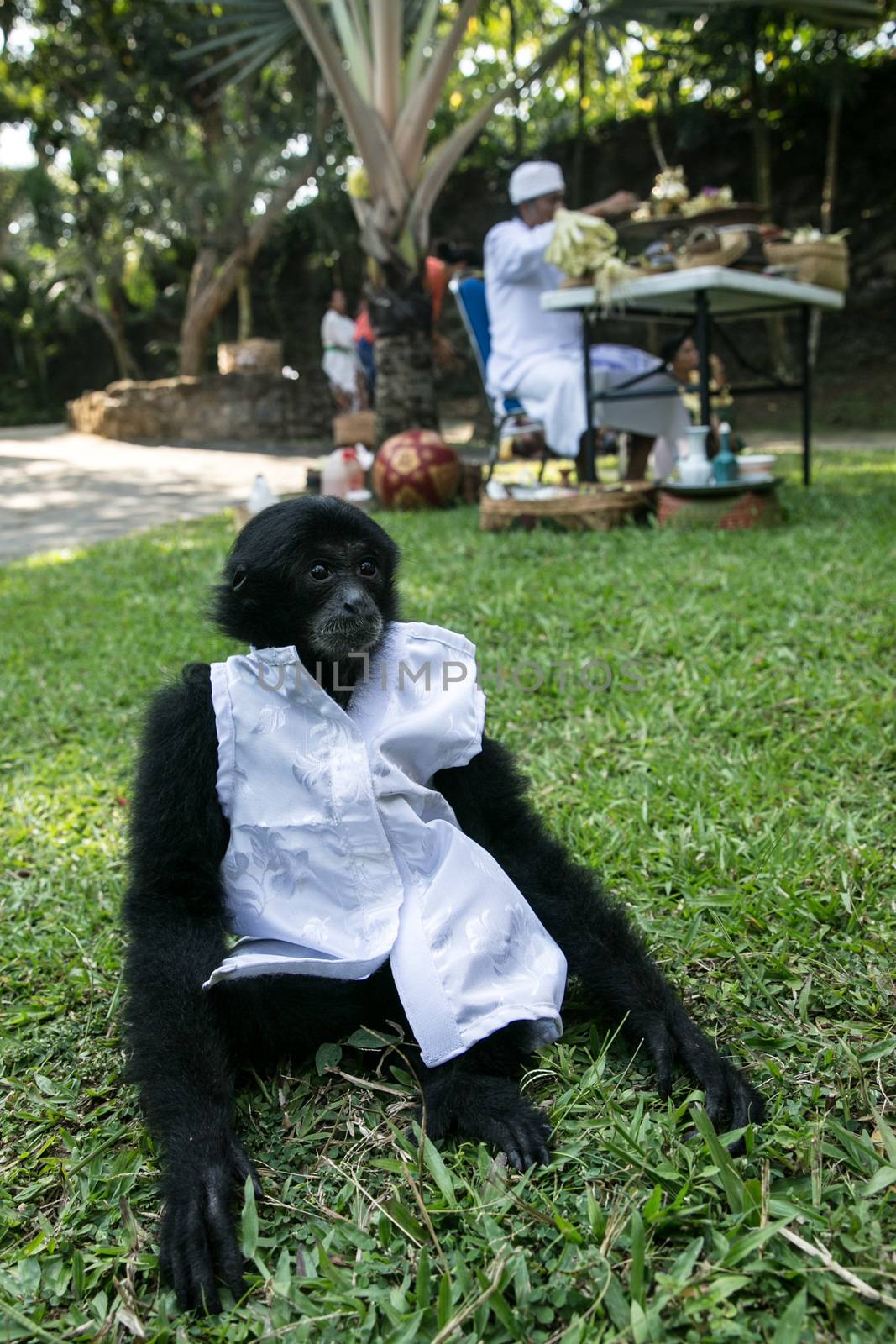 INDONESIA - HINDUISM - BALI ZOO PRAISES ANIMALS ON HOLIDAY by newzulu