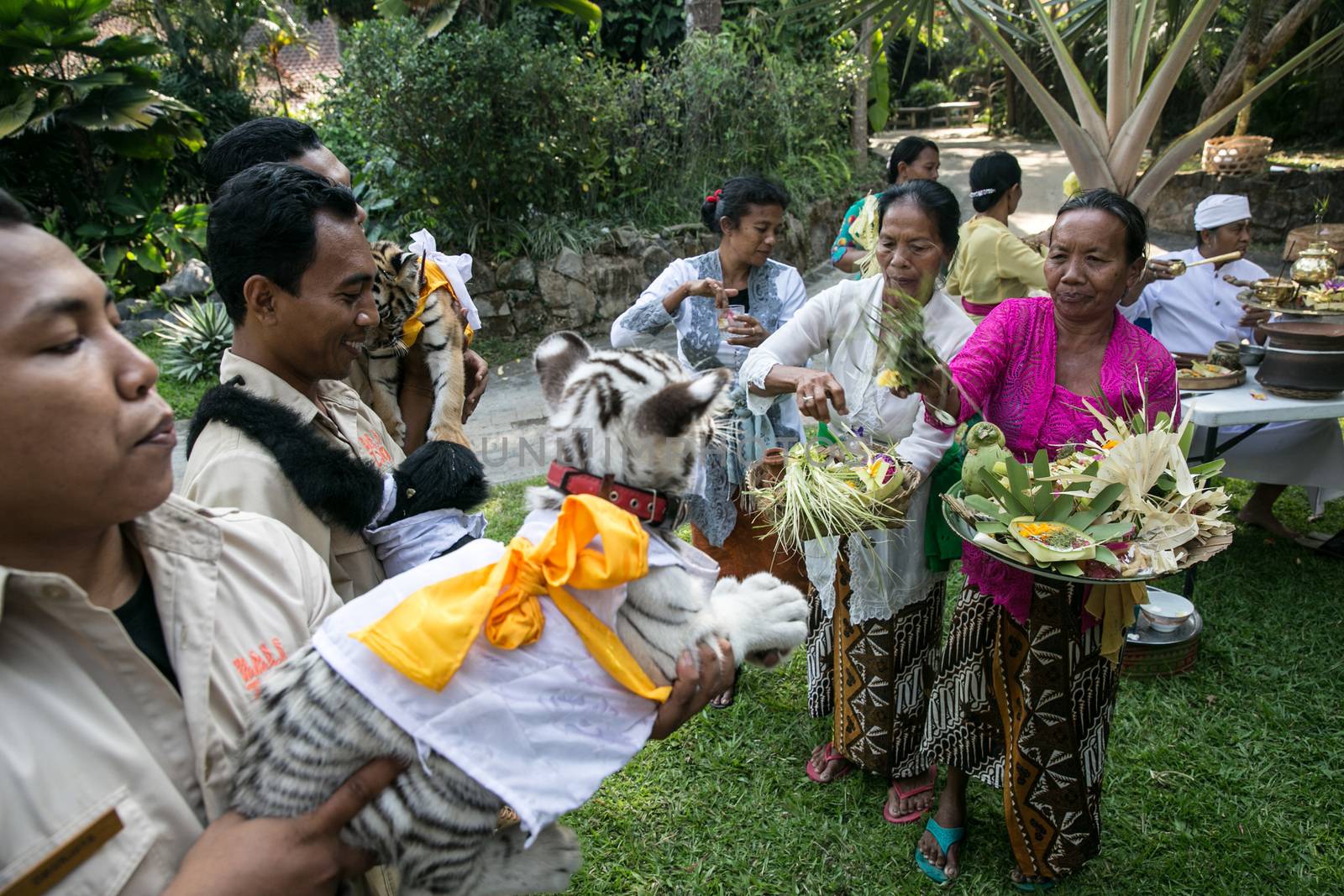 INDONESIA, Bali: Bali Zoo employees feed and praise their animals as they celebrate the Hindu festival of Tumpek Kandeng in Bali, Indonesia on October 3, 2015. The festival honors the animals that play roles in one's daily life, as Hindus worship Sang Hyang Rare Angon, the god of cattle and livestock.