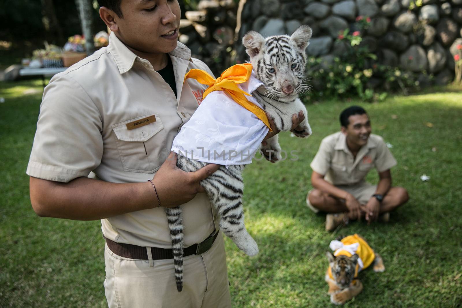 INDONESIA, Bali: Tigers play at Bali Zoo during the Hindu festival of Tumpek Kandeng in Bali, Indonesia on October 3, 2015. The festival gives thanks for the animals that play roles in one's daily life, as Hindus worship Sang Hyang Rare Angon, the god of cattle and livestock.