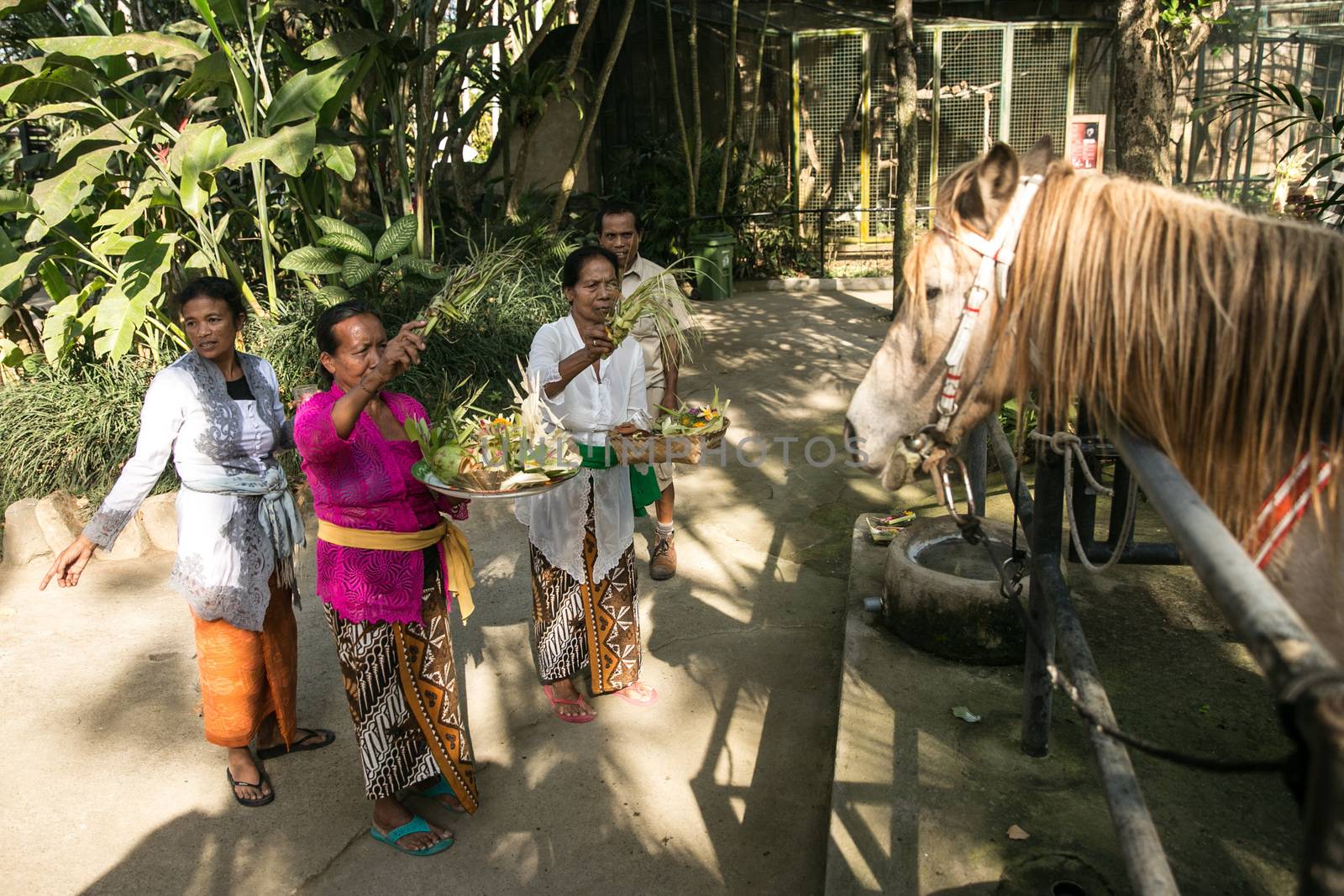 INDONESIA - HINDUISM - BALI ZOO PRAISES ANIMALS ON HOLIDAY by newzulu