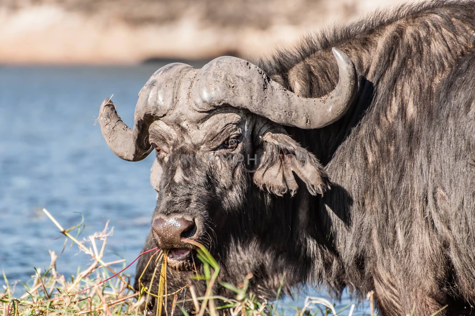 A buffalo looks up towards the viewer as it grazes on some lush green grass on Sidudu island in the Chobe river, Botswana.