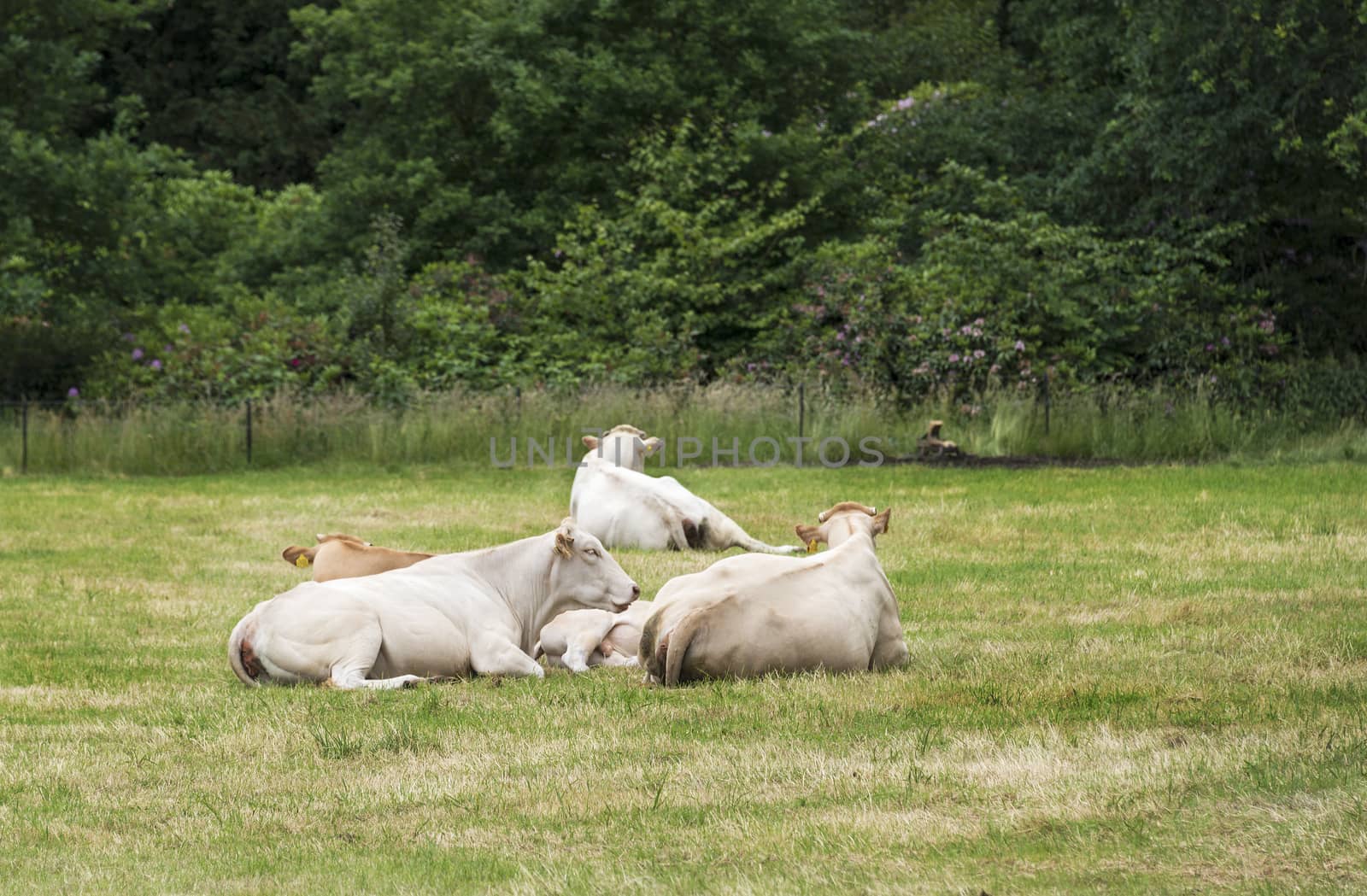 group of white cows in green grass