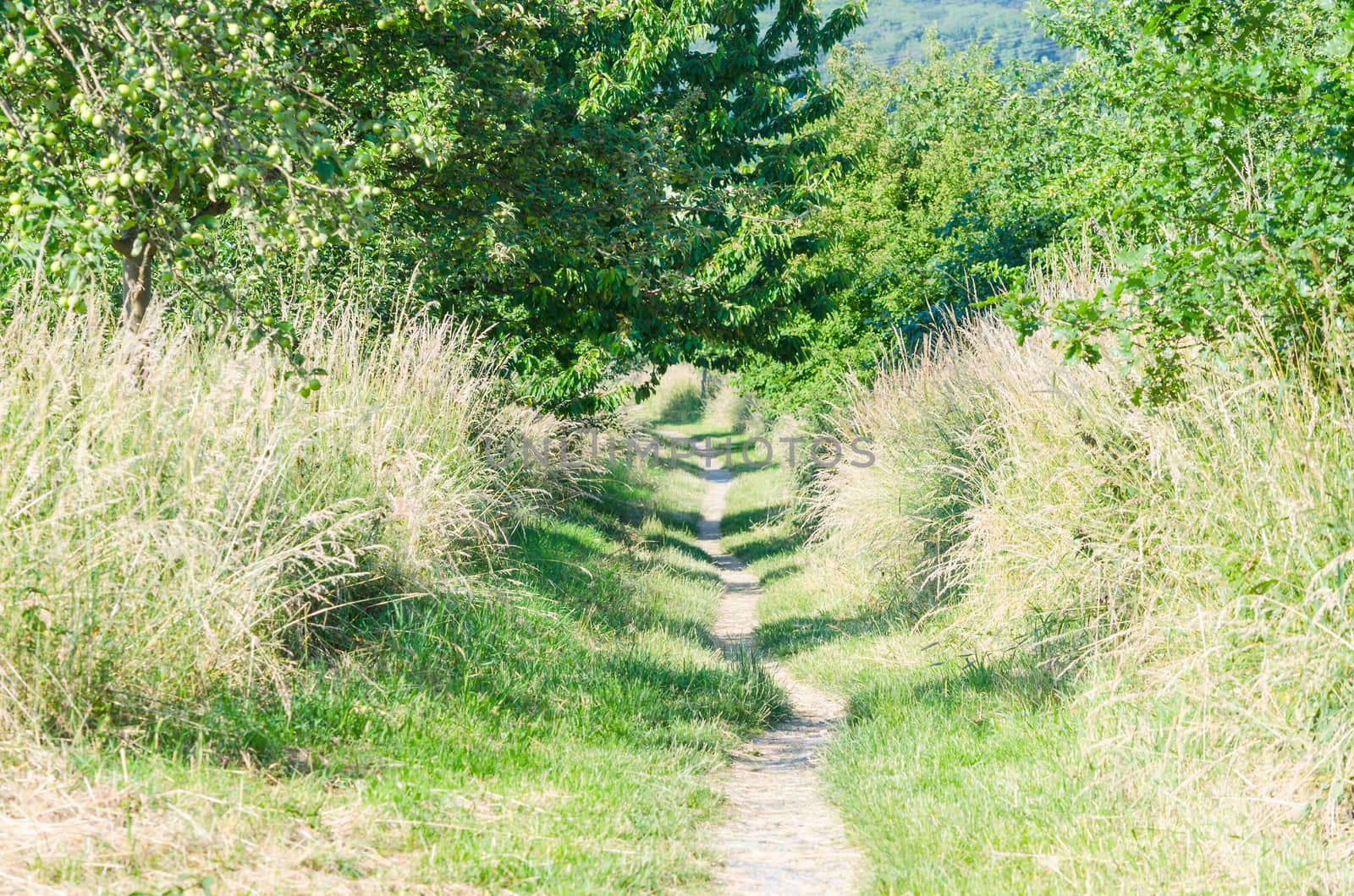 Defile the beaten hiking trail in sunshine