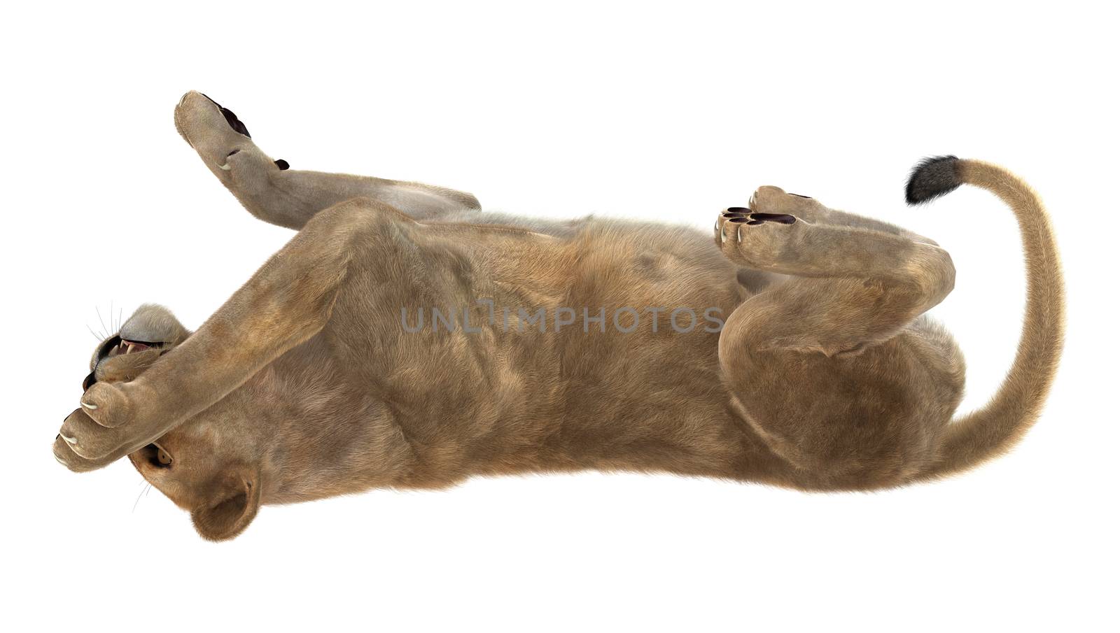 3D digital render of a female lion playing isolated on white background