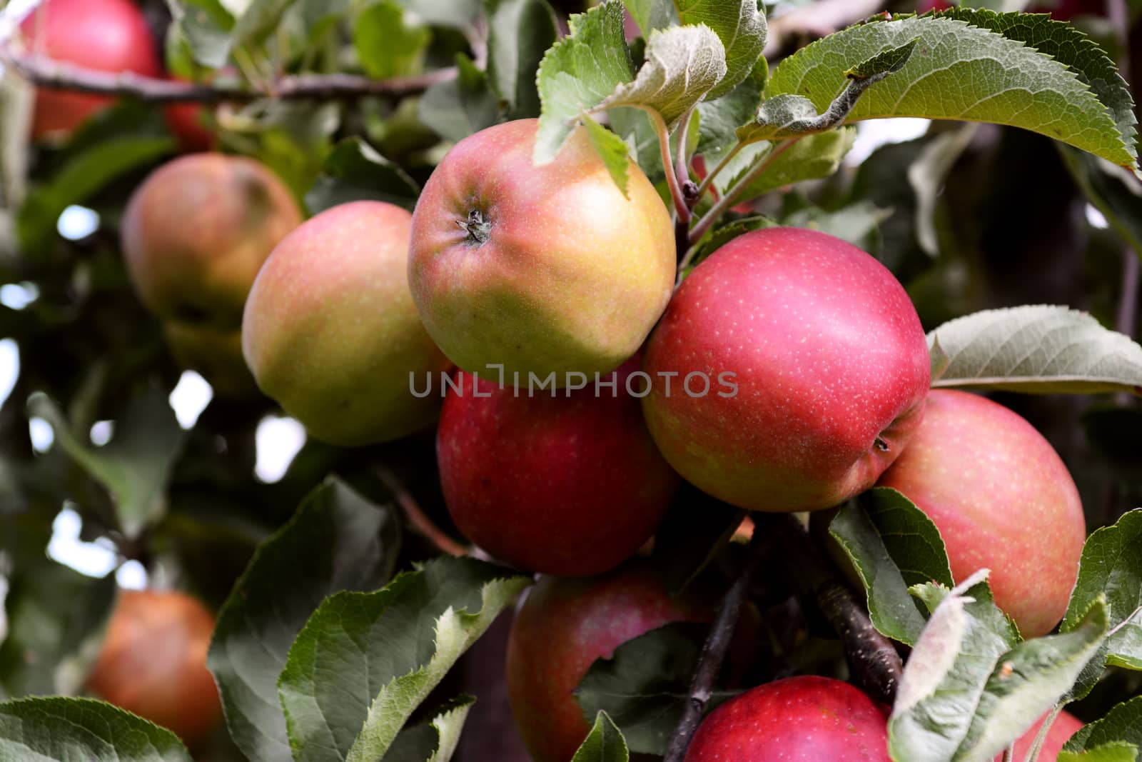Yellow and red apples ripening on the branch in an orchard before harvest