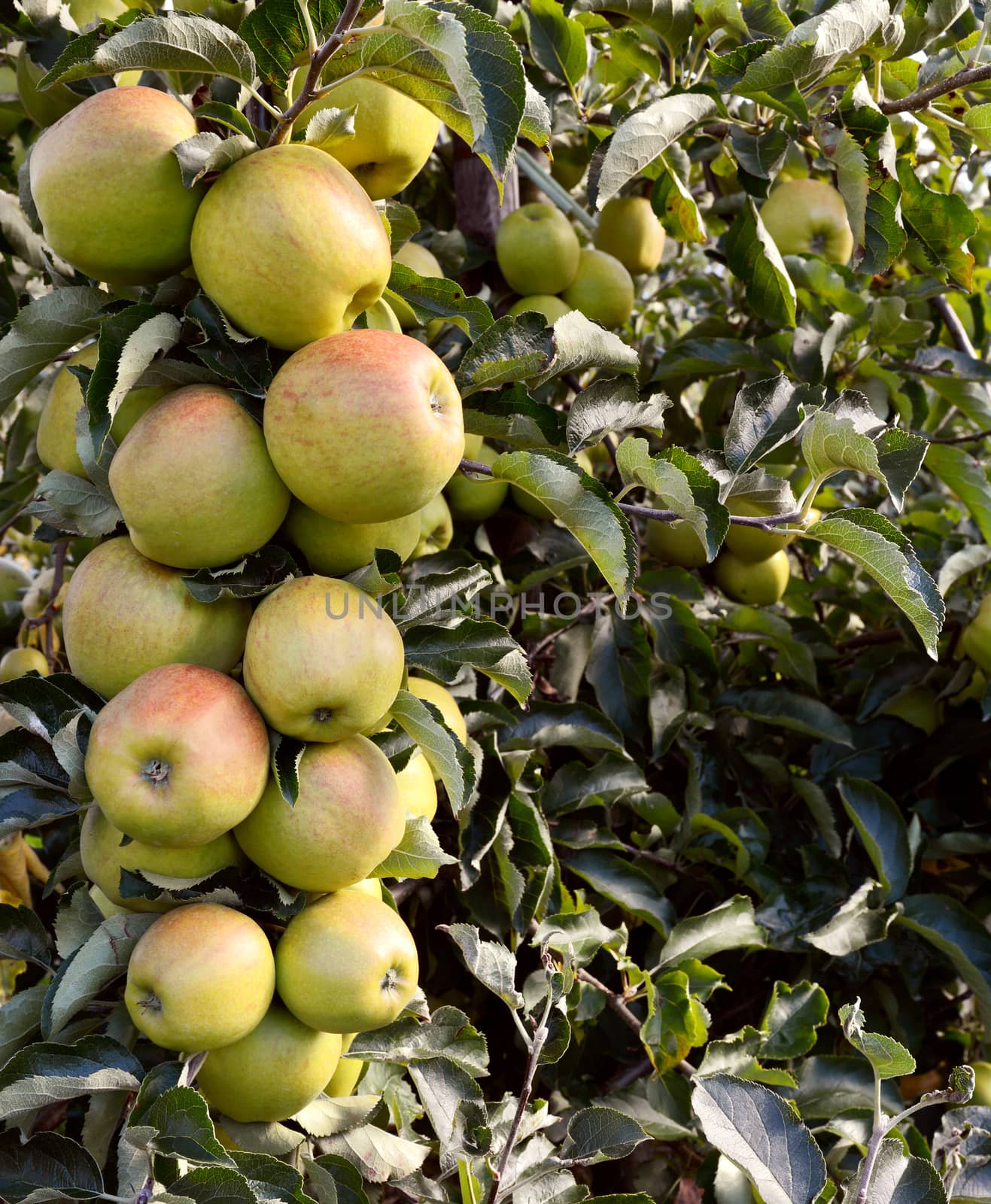 Bough full of green apples hangs ready to be picked from the tree