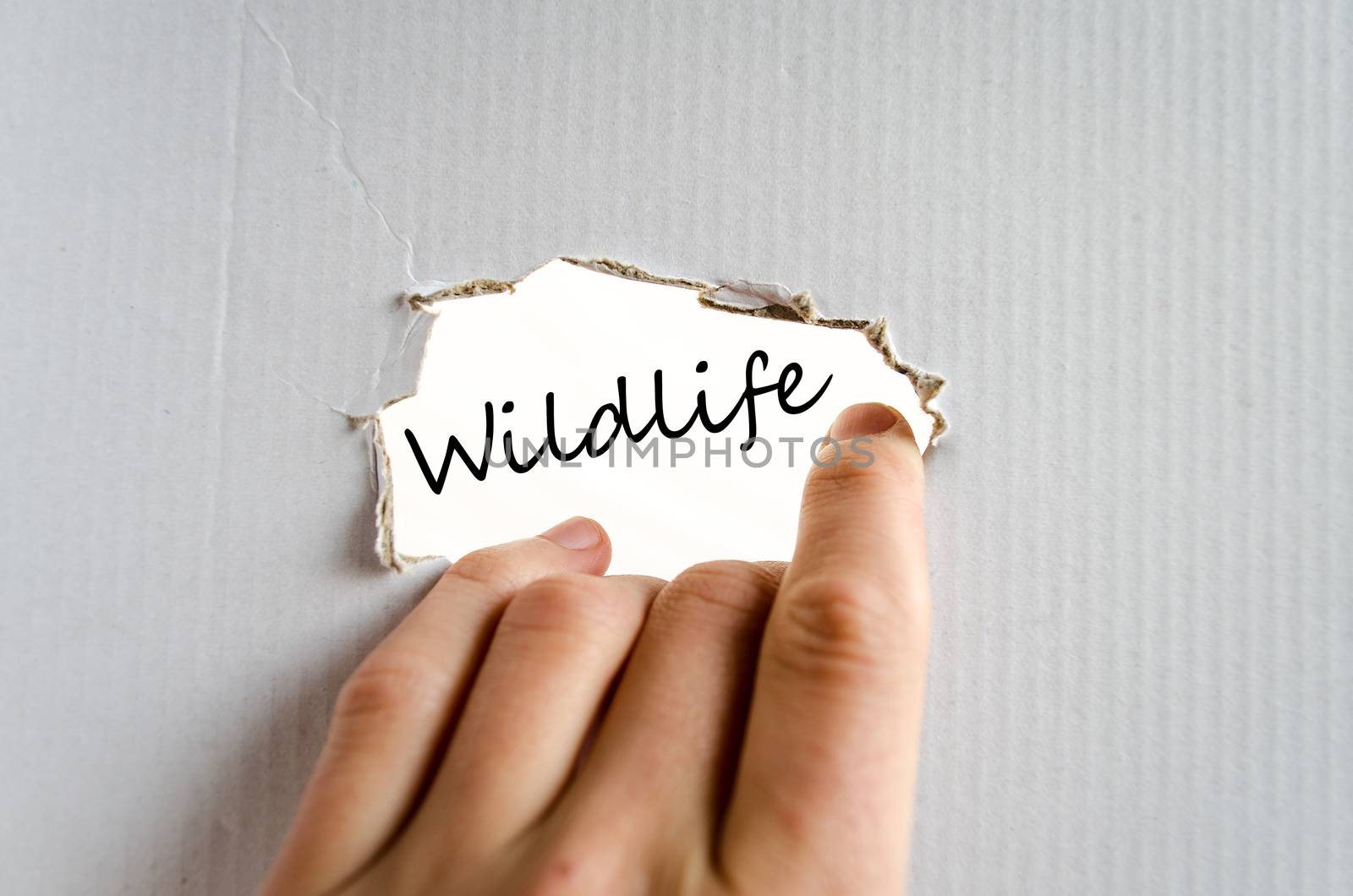 Wildlife text concept isolated over white background