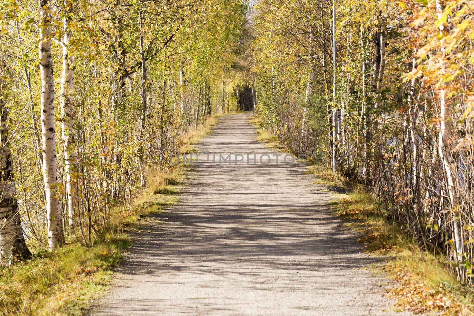 Alley of Trees in Umeå, Sweden