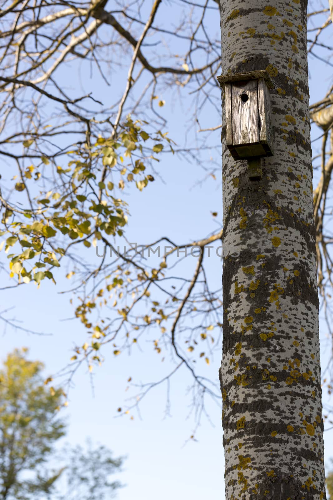 Bird House on Birch Tree in autumn.