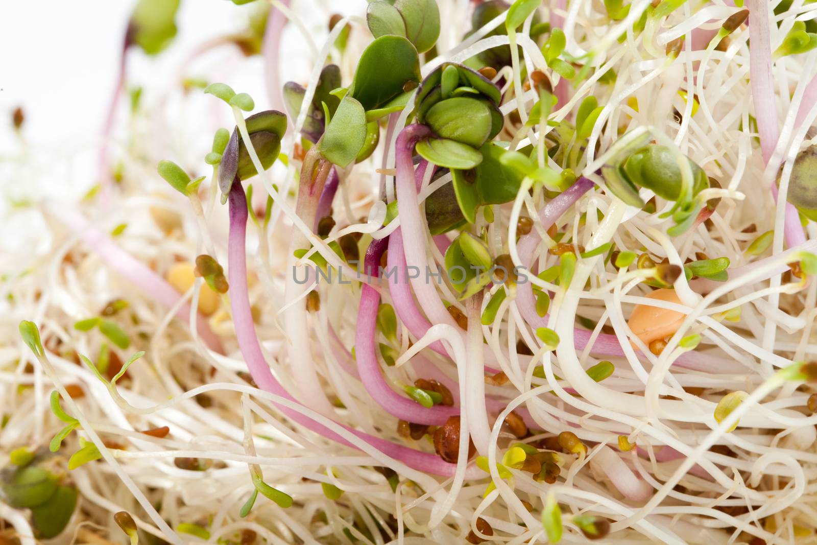 The healthy diet. Fresh sprouts isolated on white background 