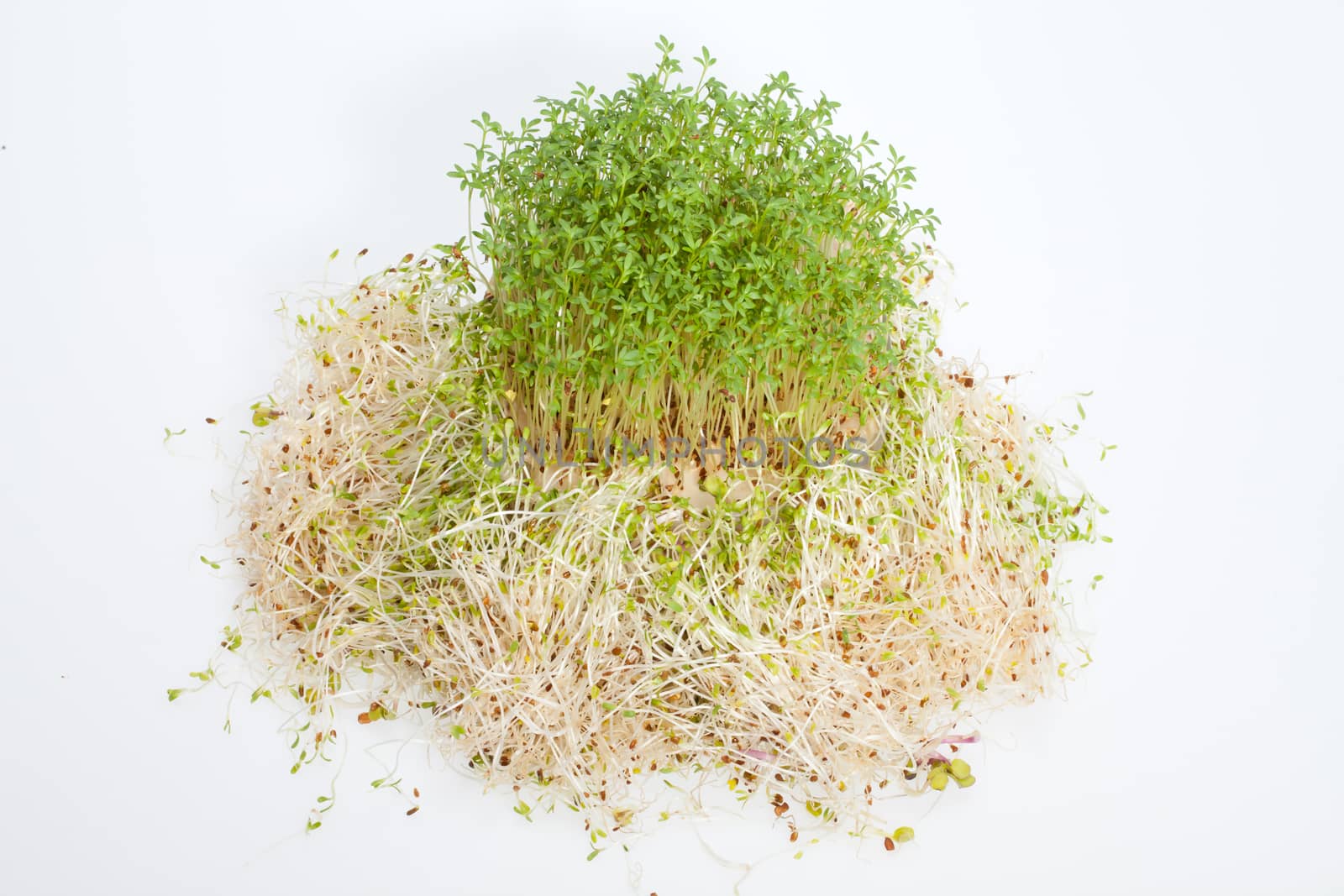 Fresh alfalfa sprouts and cress on white background 