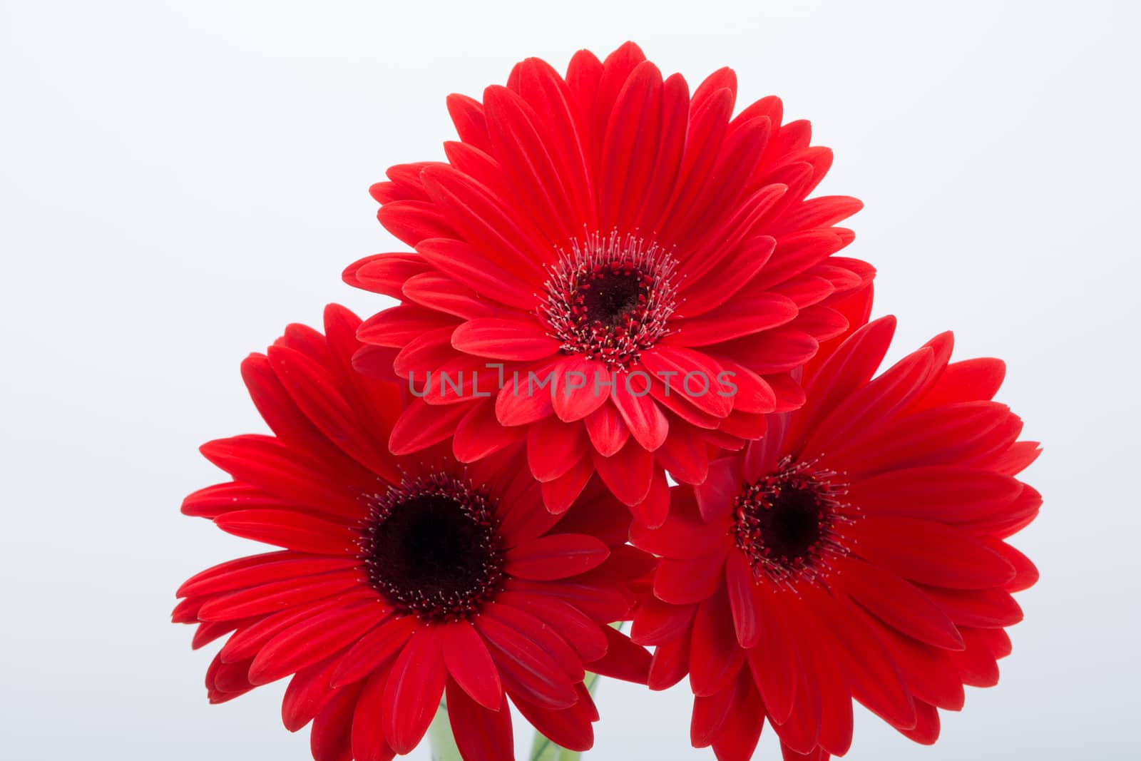  red gerbera daisy flower