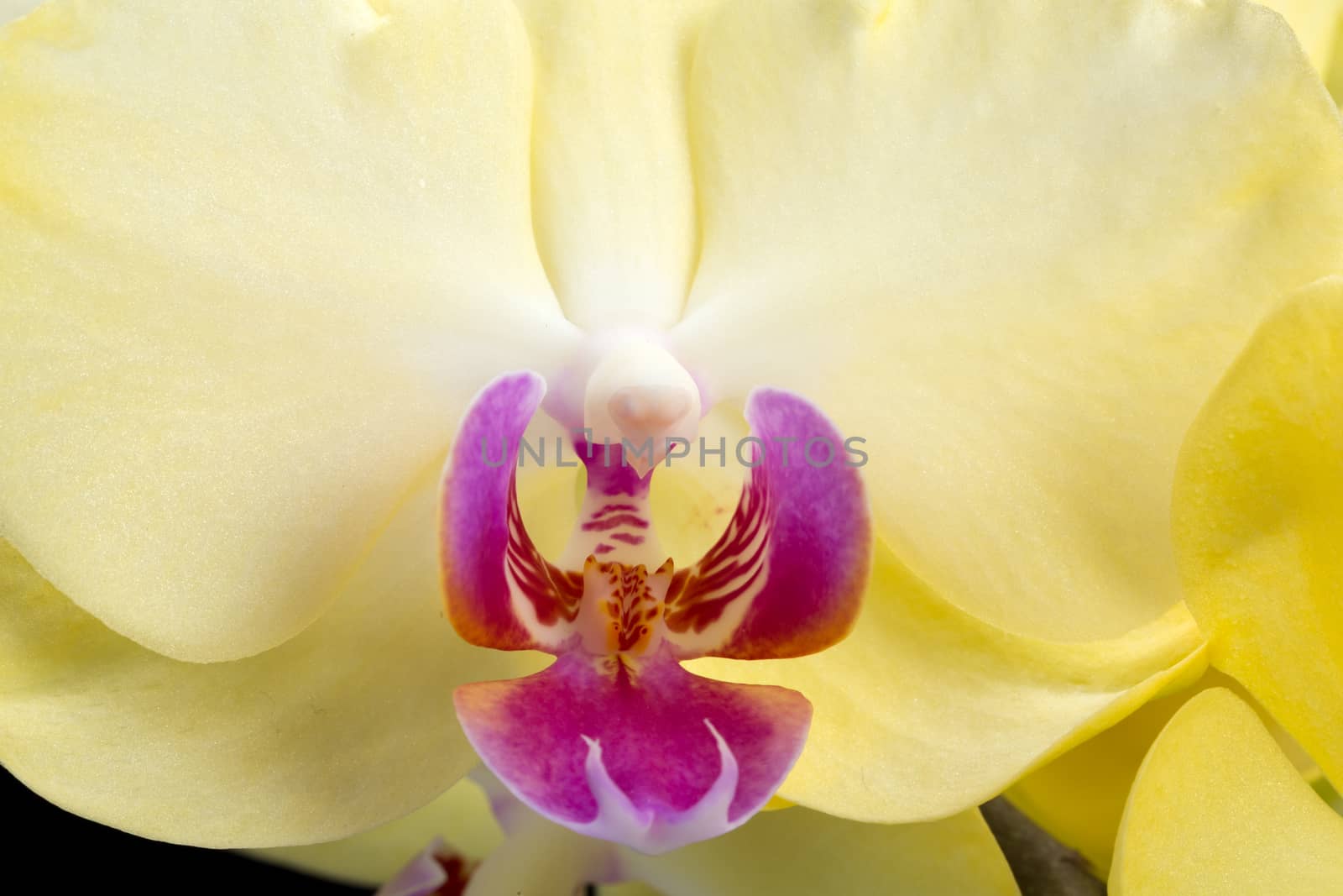 Yellow orchid isolated on black  background