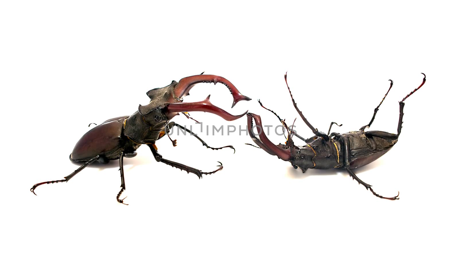Fighting stag beetles by Krakatuk