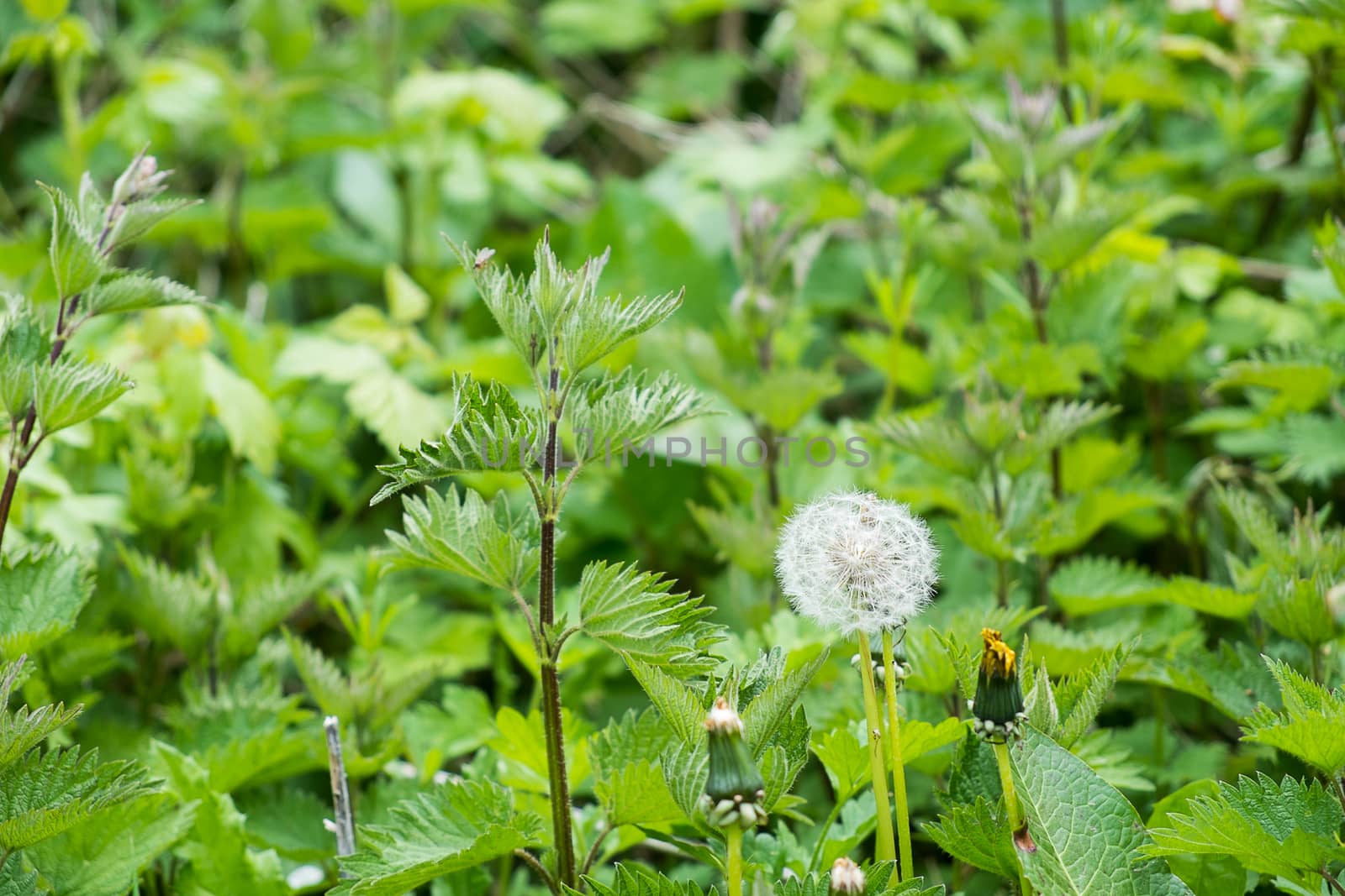 dandelion clock seed head growing wild among nettles