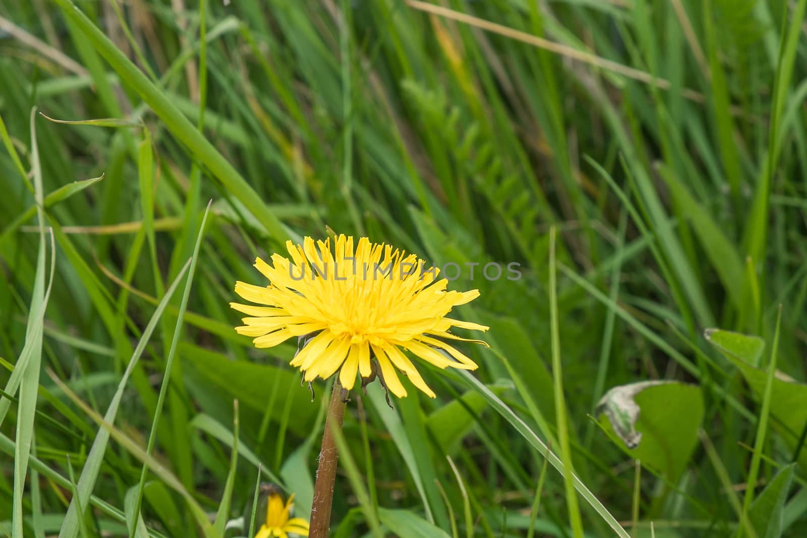 wild growing dandelion flower in overgrown grass setting