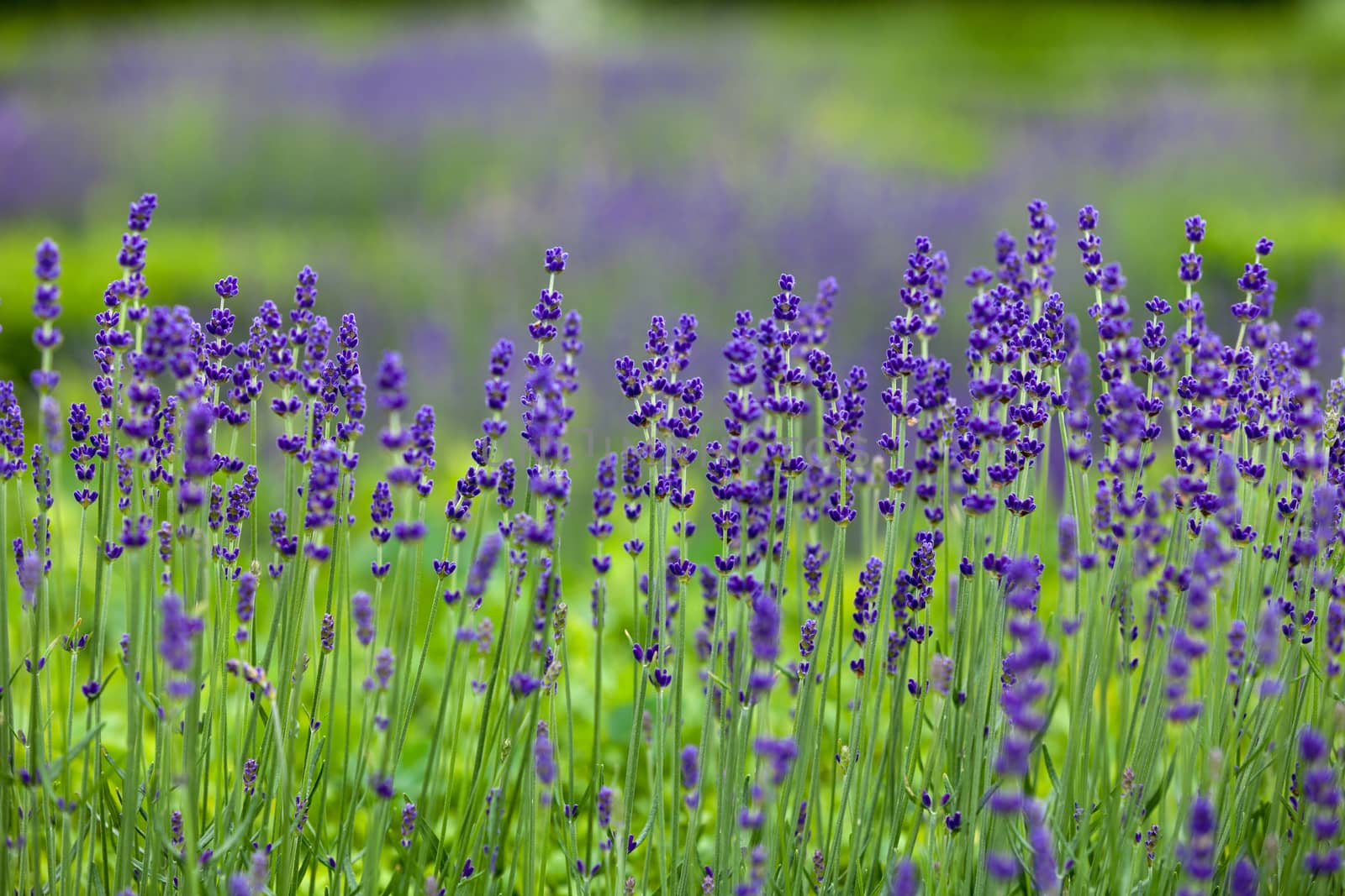 Gardens with the flourishing lavender at castles in the valley of Loire