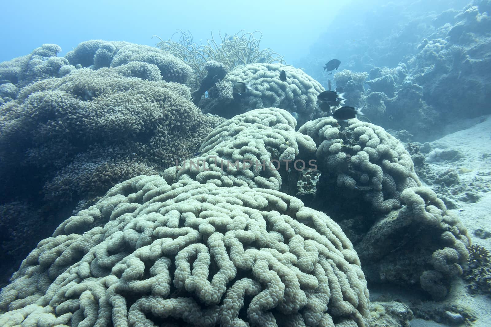 large grape coral at great depth at the bottom of tropical sea