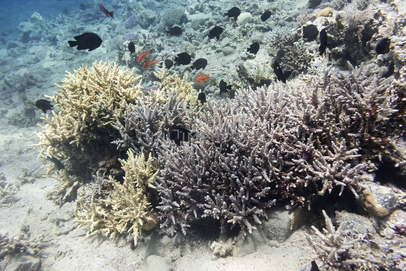 colorful coral reef with hard corals at the bottom of tropical sea 