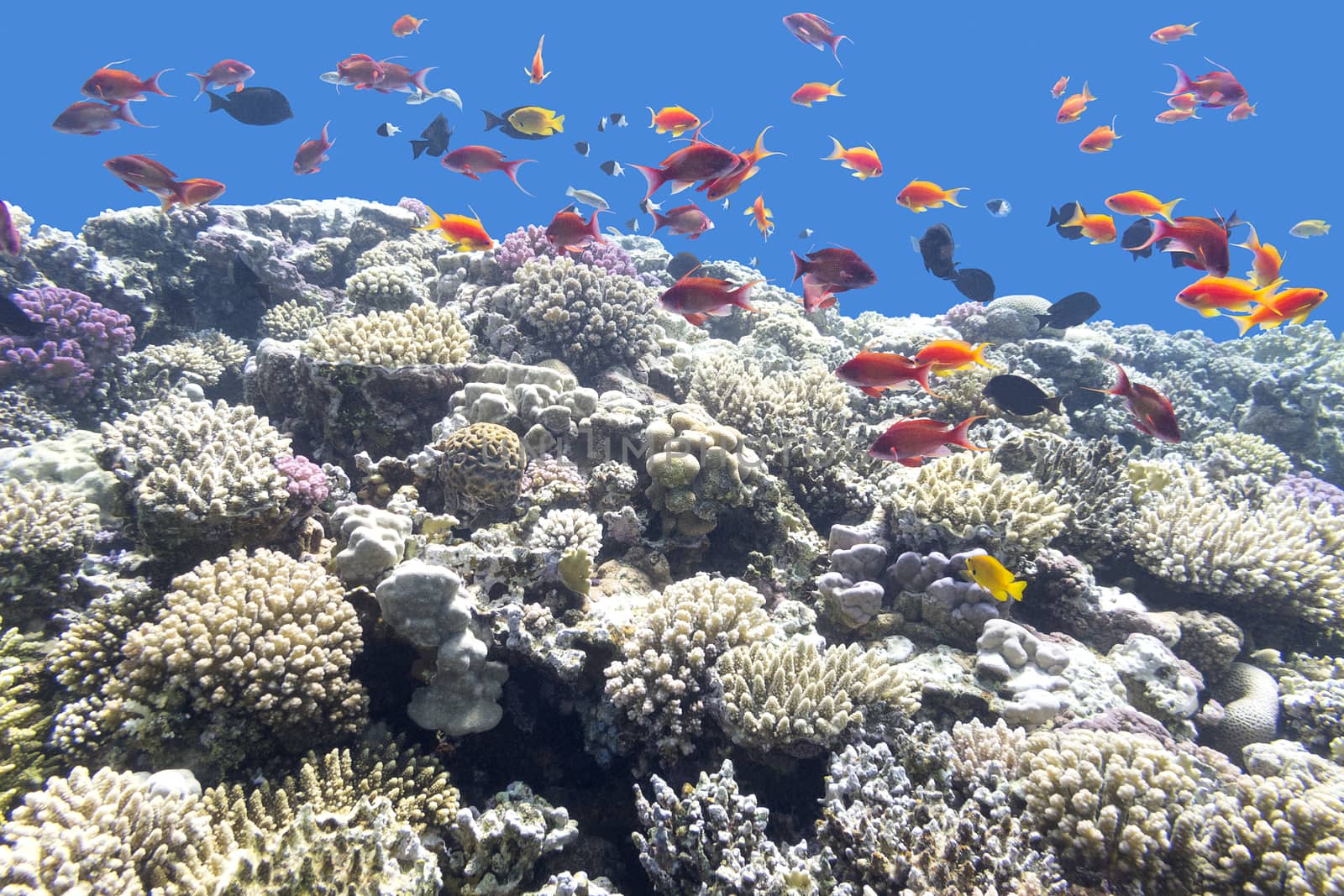 colorful coral reef with exotic fishes at the bottom of tropical sea