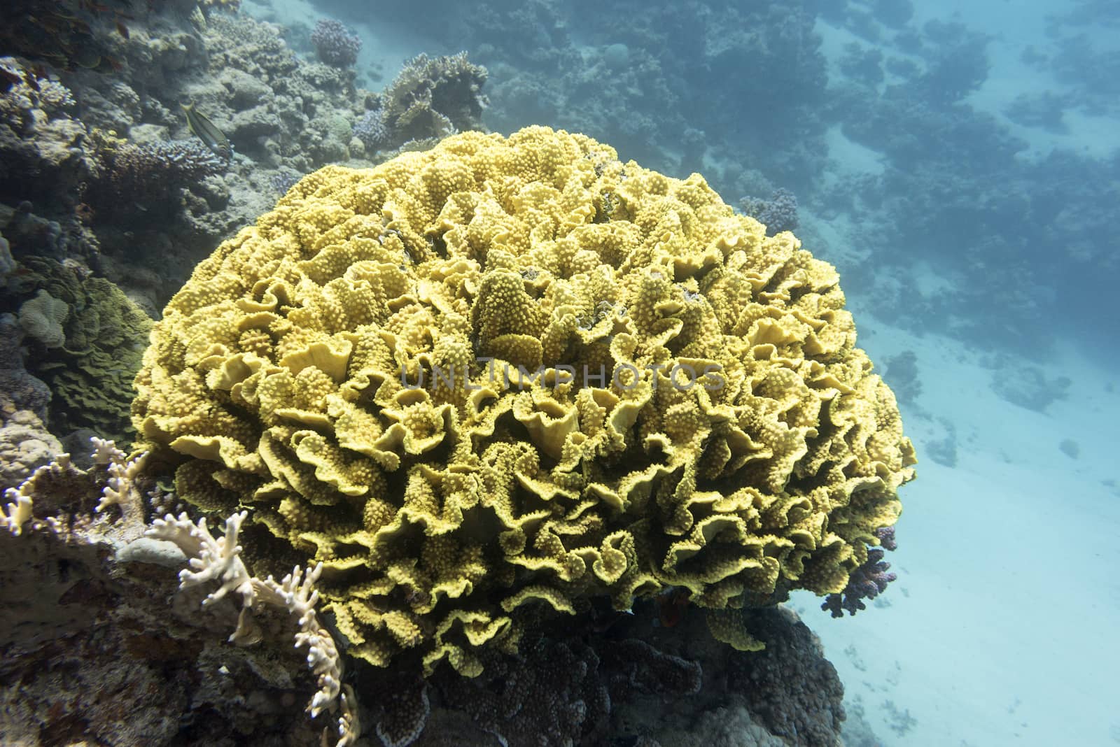 coral reef with yellow coral turbinaria mesenterina at the bottom of tropical sea, underwater