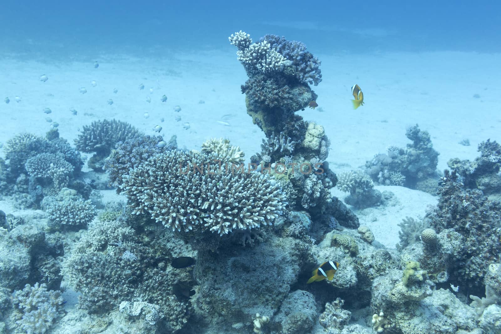 coral reef at the bottom of tropical on great depth