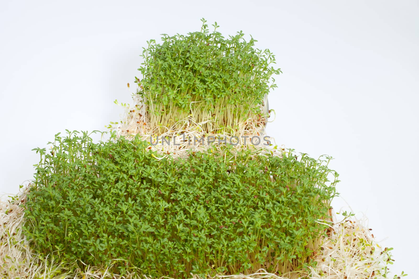 Fresh alfalfa sprouts and cress on white background 