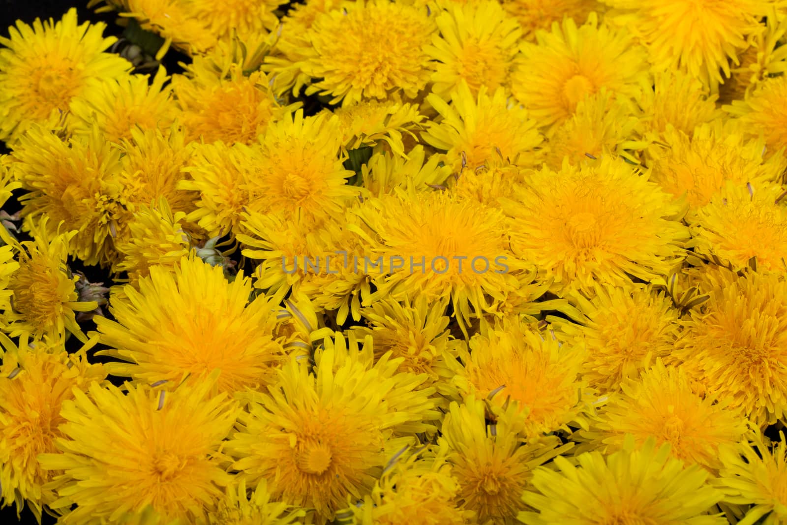 beautiful yellow flower of Dandelion
