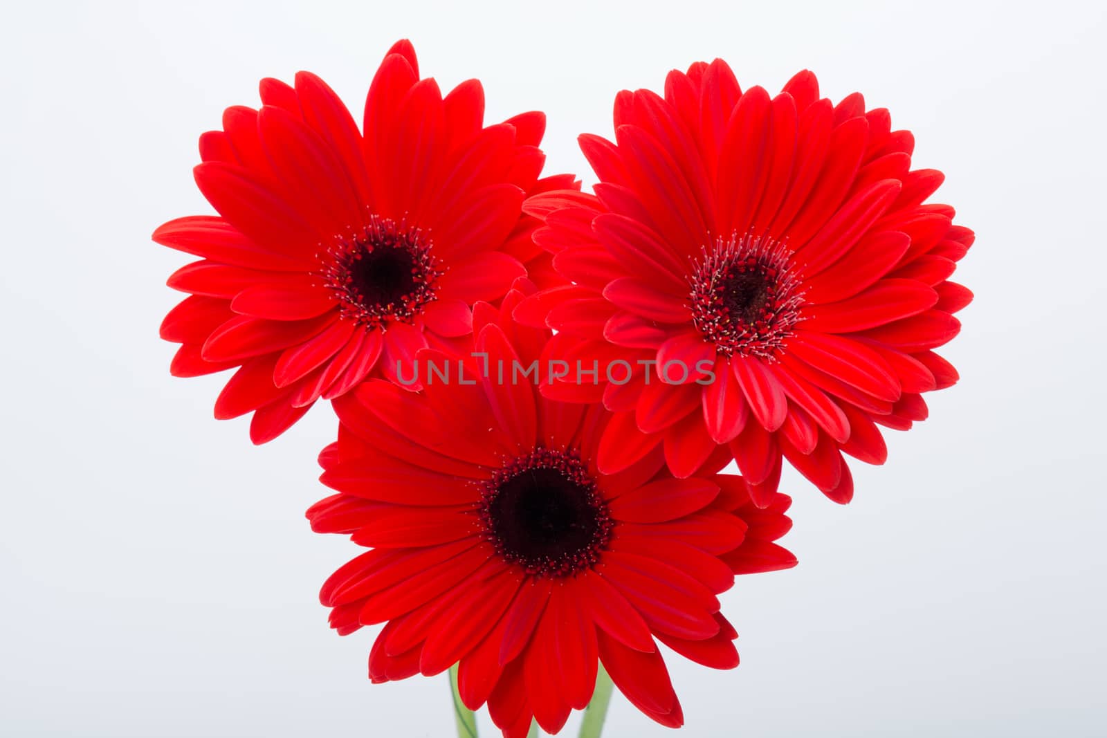  red gerbera daisy flower