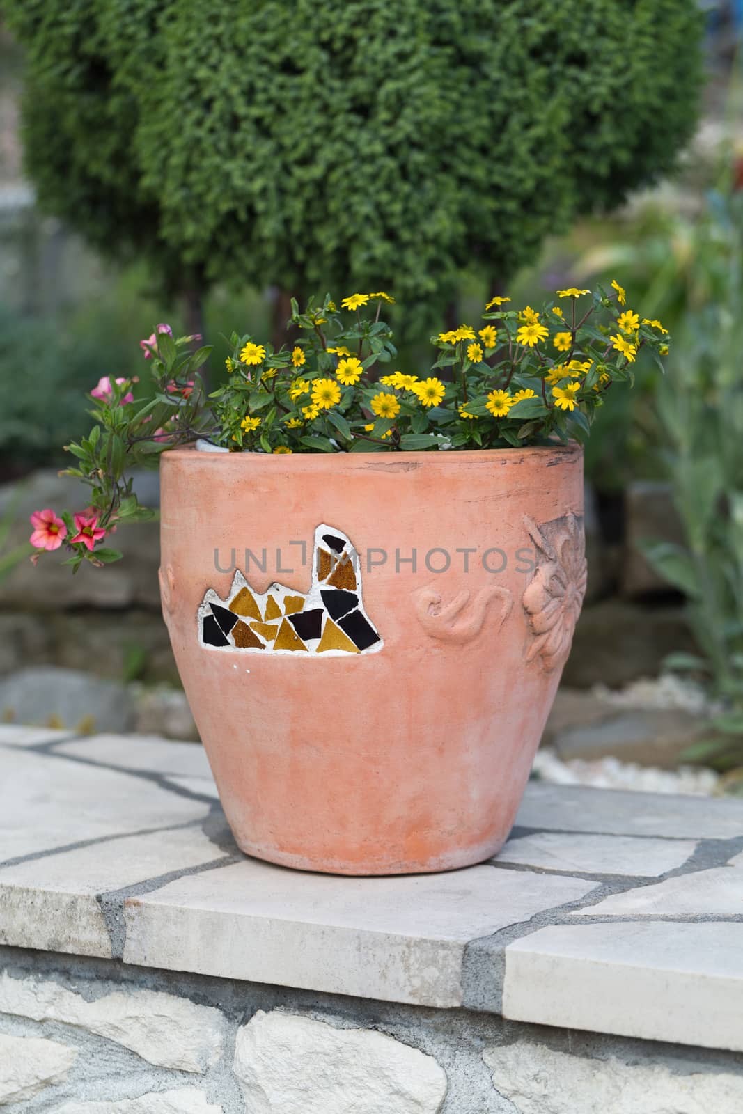 Yellow and pink flowers in the ceramic flowerpot by wjarek