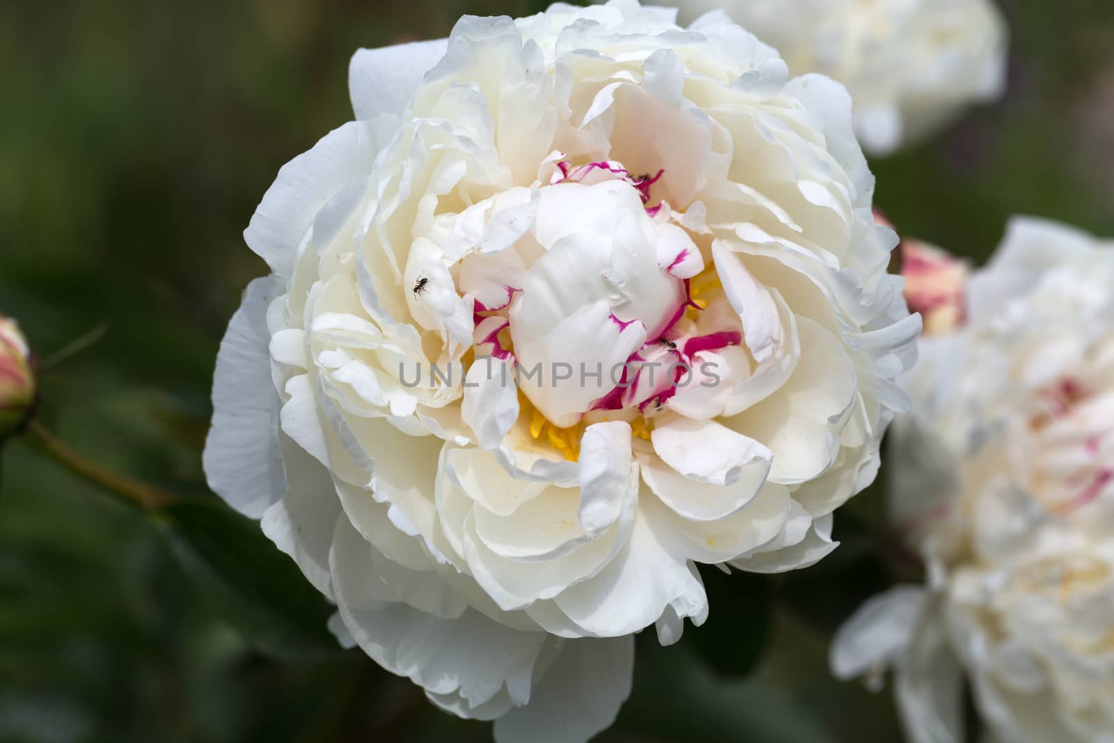 beautiful white peony in garden by wjarek