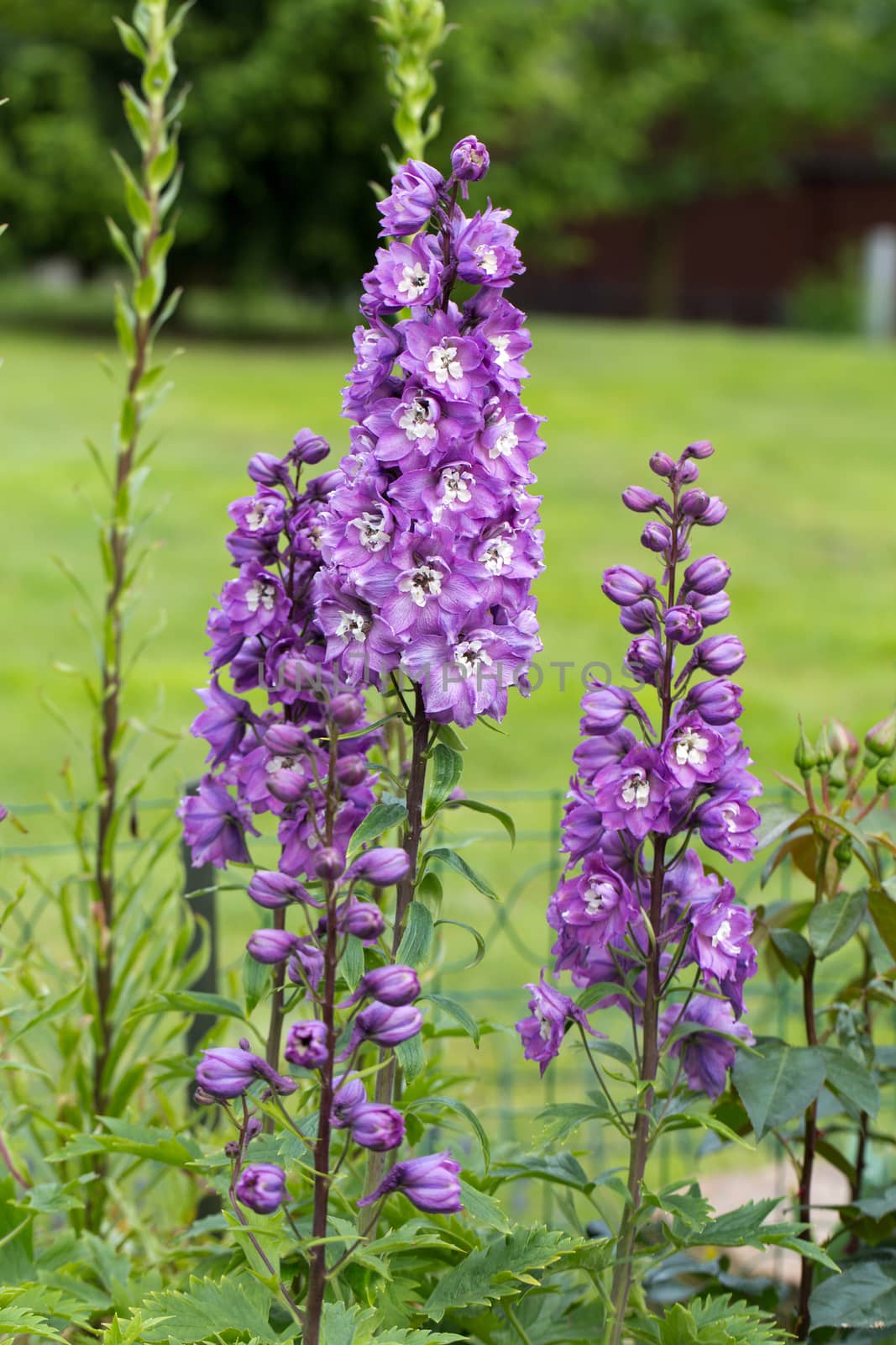 Purple Delphinium Flower in Garden 