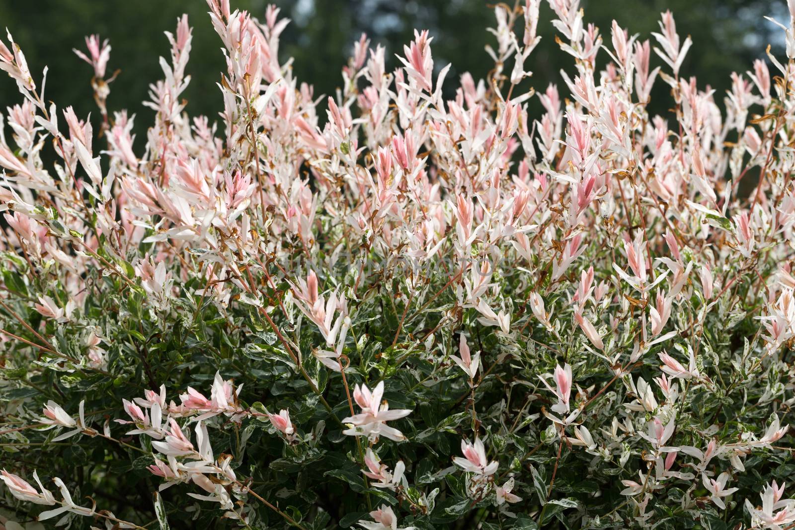 Close up of Hakuronishiki willow in  garden by wjarek