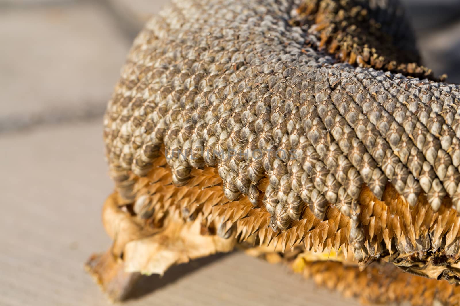 closeup of sunflower seeds by wjarek