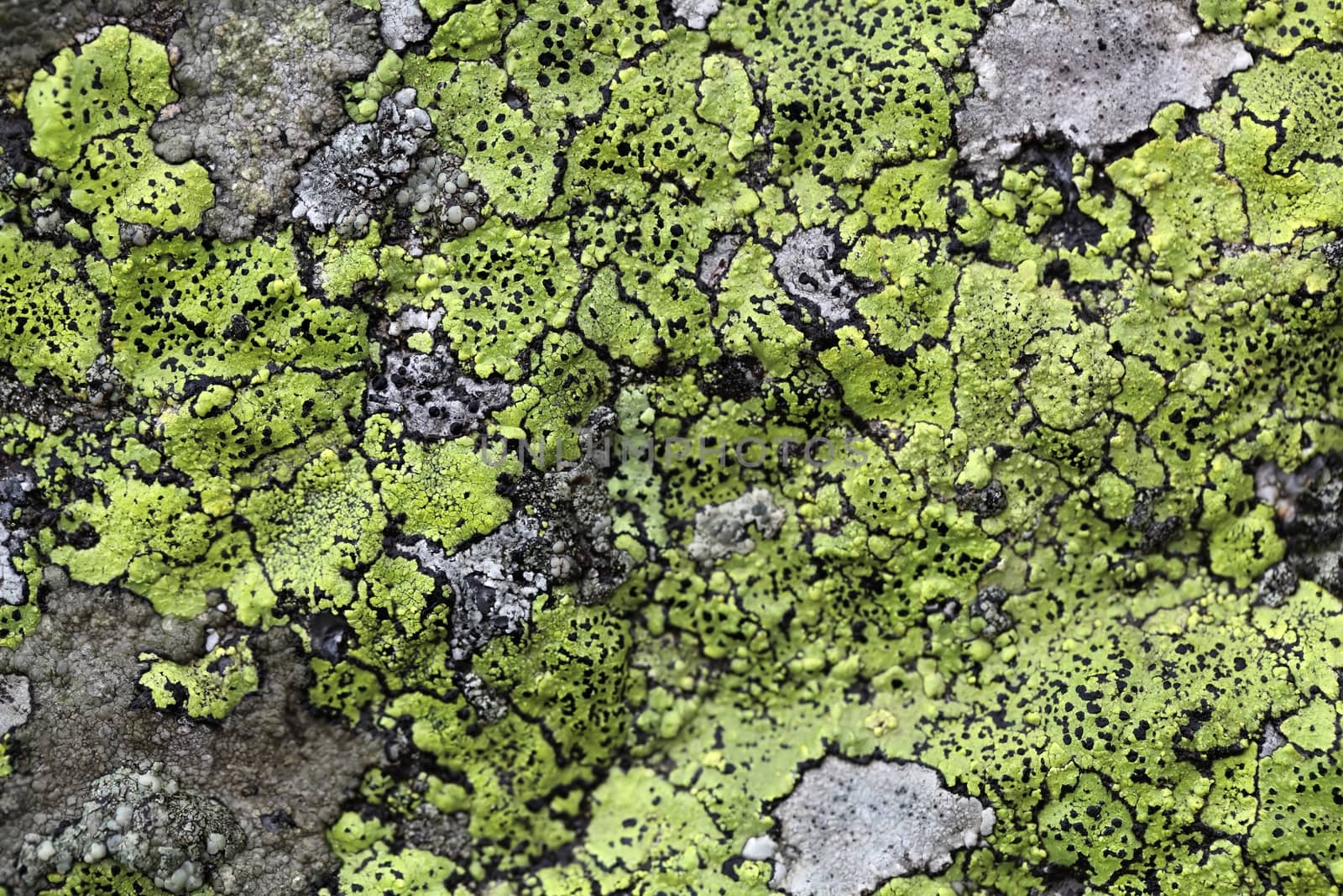 Yellow map lichen on a grey granitic rock.