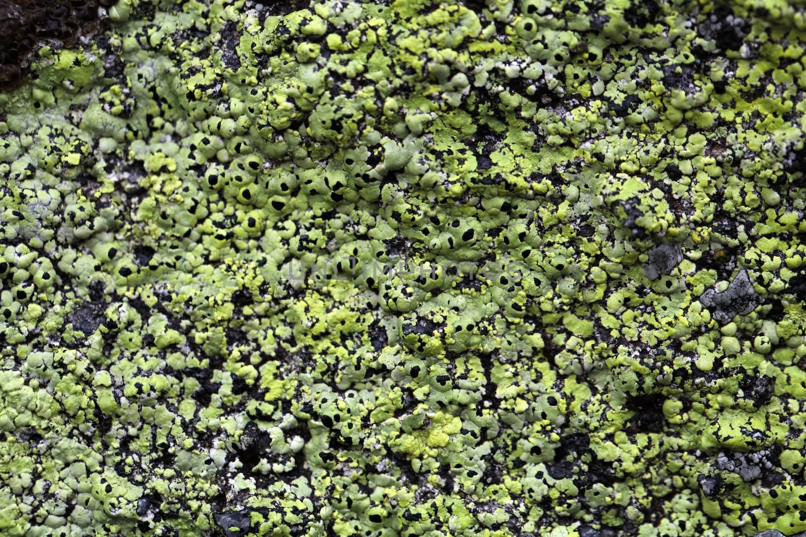 Yellow map lichen on a grey granitic rock.