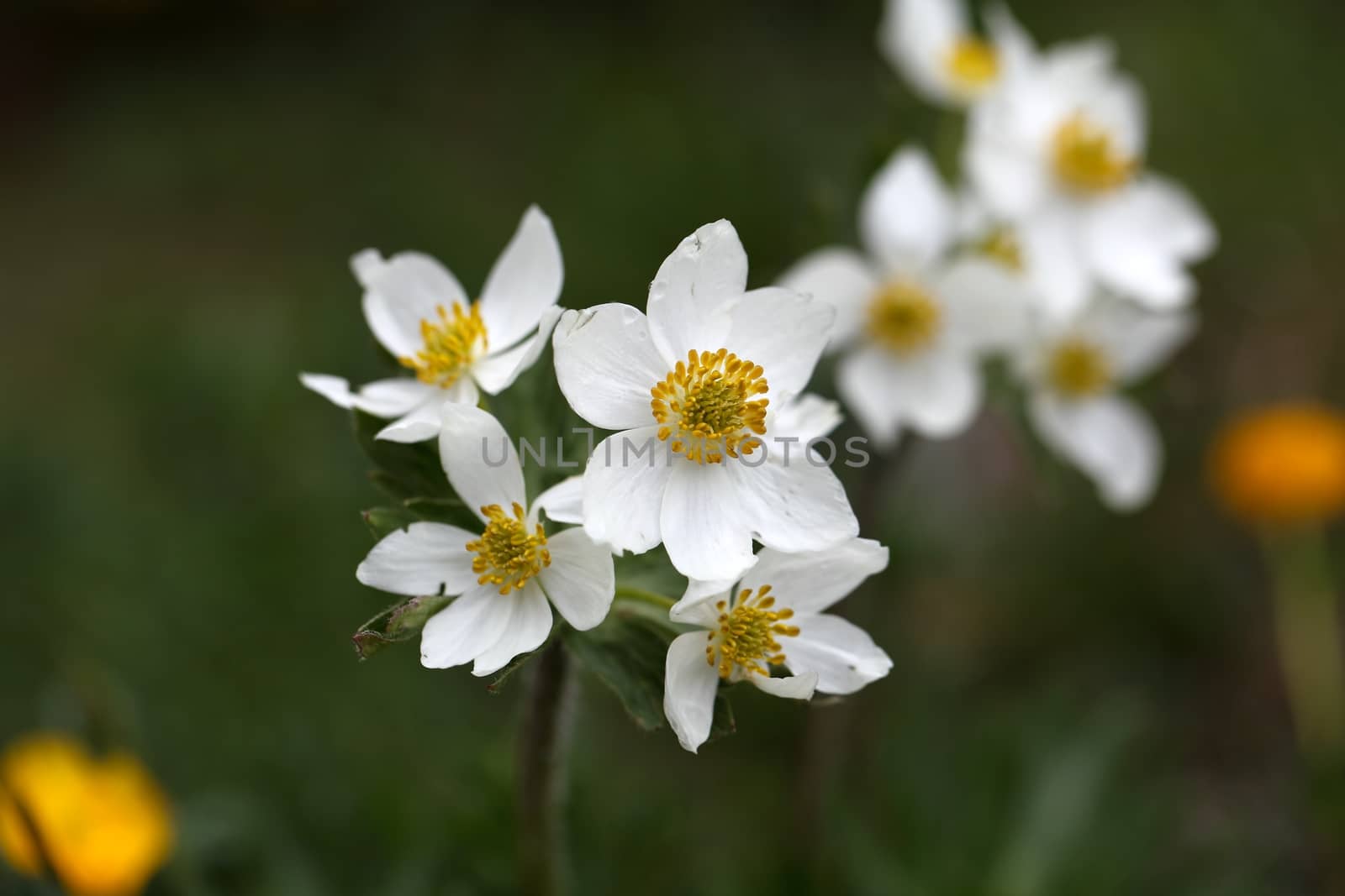 Narcissus-flowered anemone (Anemone narcissiflora) in the High Tatra Mountains in Slovakia.