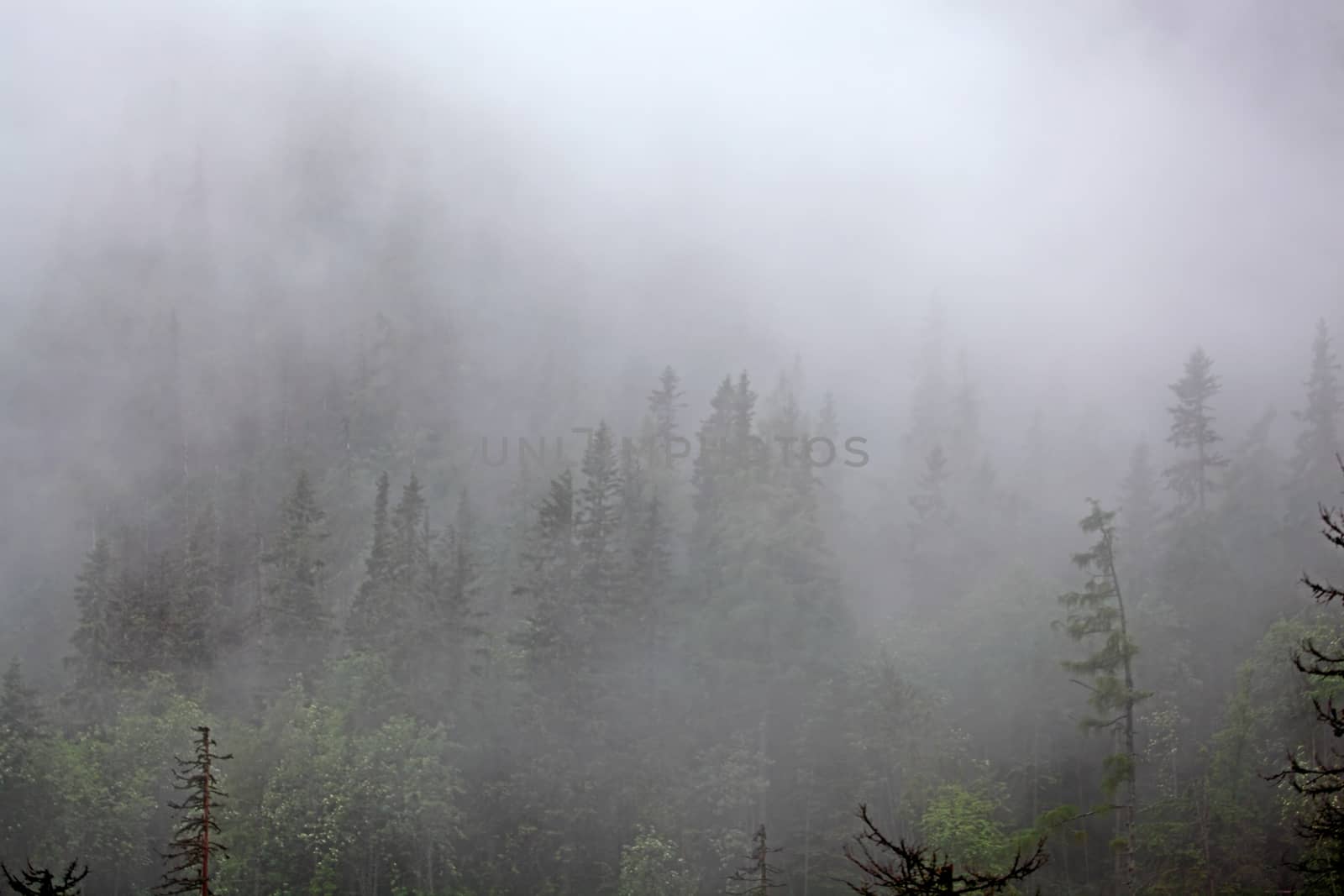 Foggy forest in the High Tatra, in the Carpathian Mountains of Slovakia