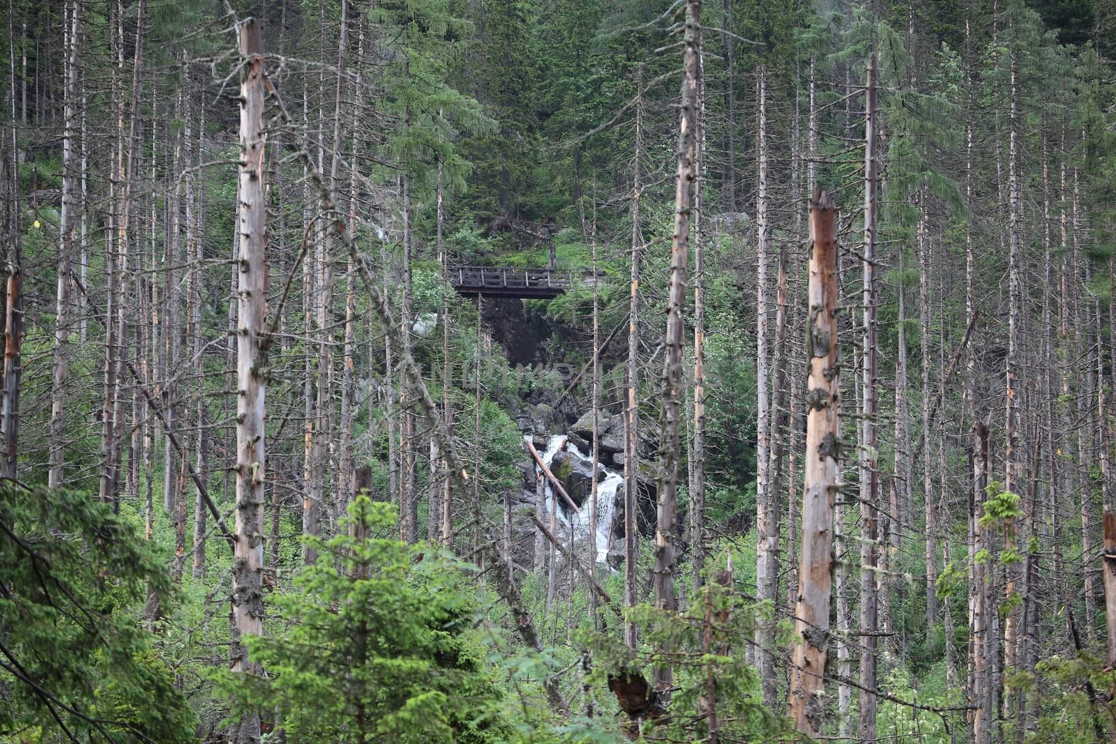 Death trees in a mountain forest. Death trees in a mountain forest.