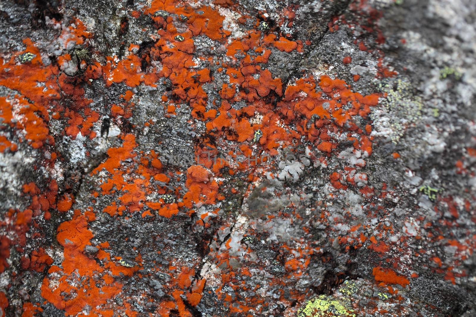 Red lichen on a grey granitic rock. Red lichen on a grey granitic rock. Yellow map lichen on a grey granitic rock.