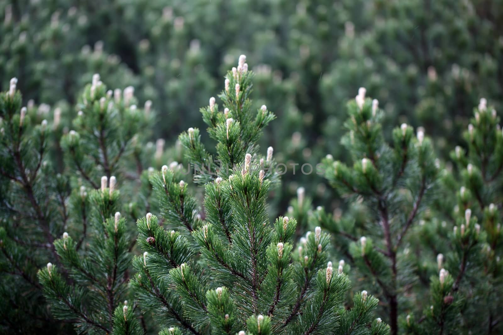 Branches of a dwarf mountain pine (Pinus mugo).