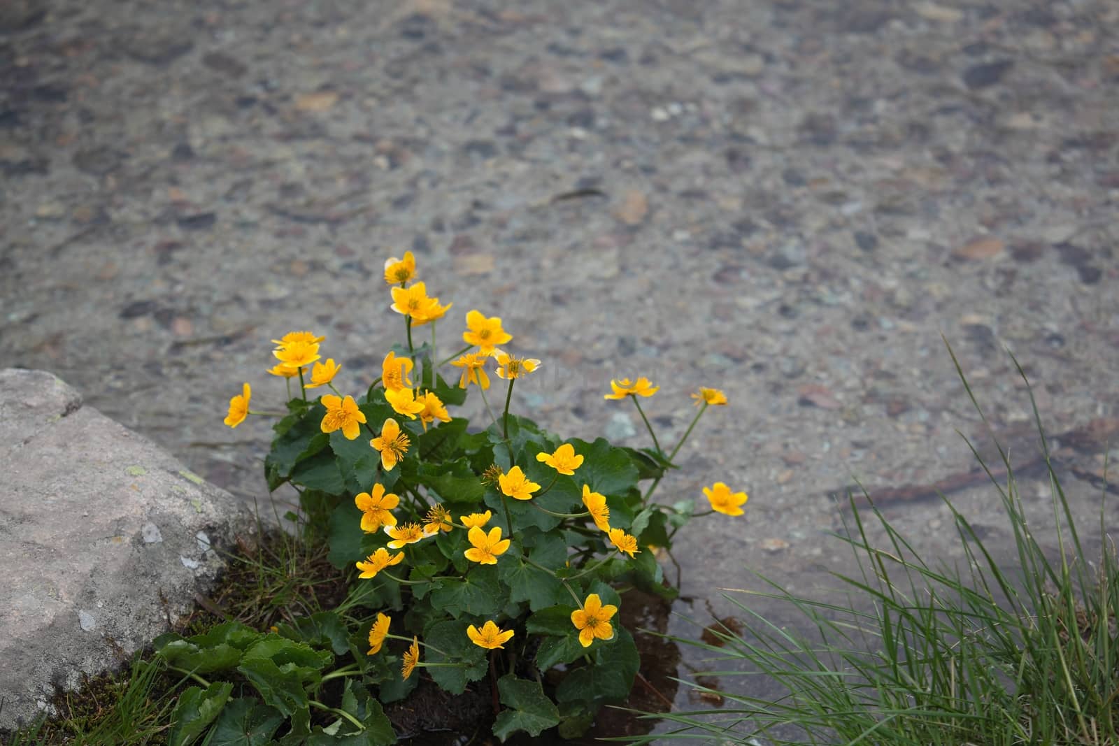 Marsh Marigolds by CWeiss