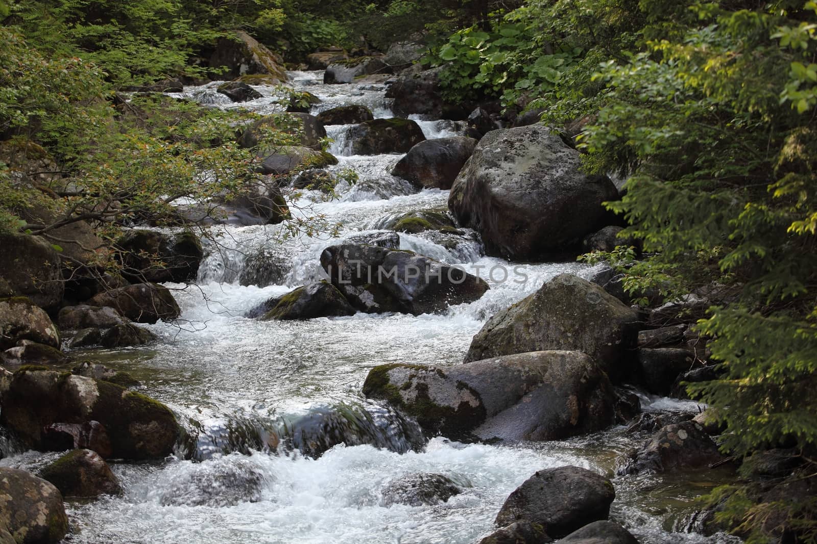 A creek in the Carpathian Mountains in Slovakia.
