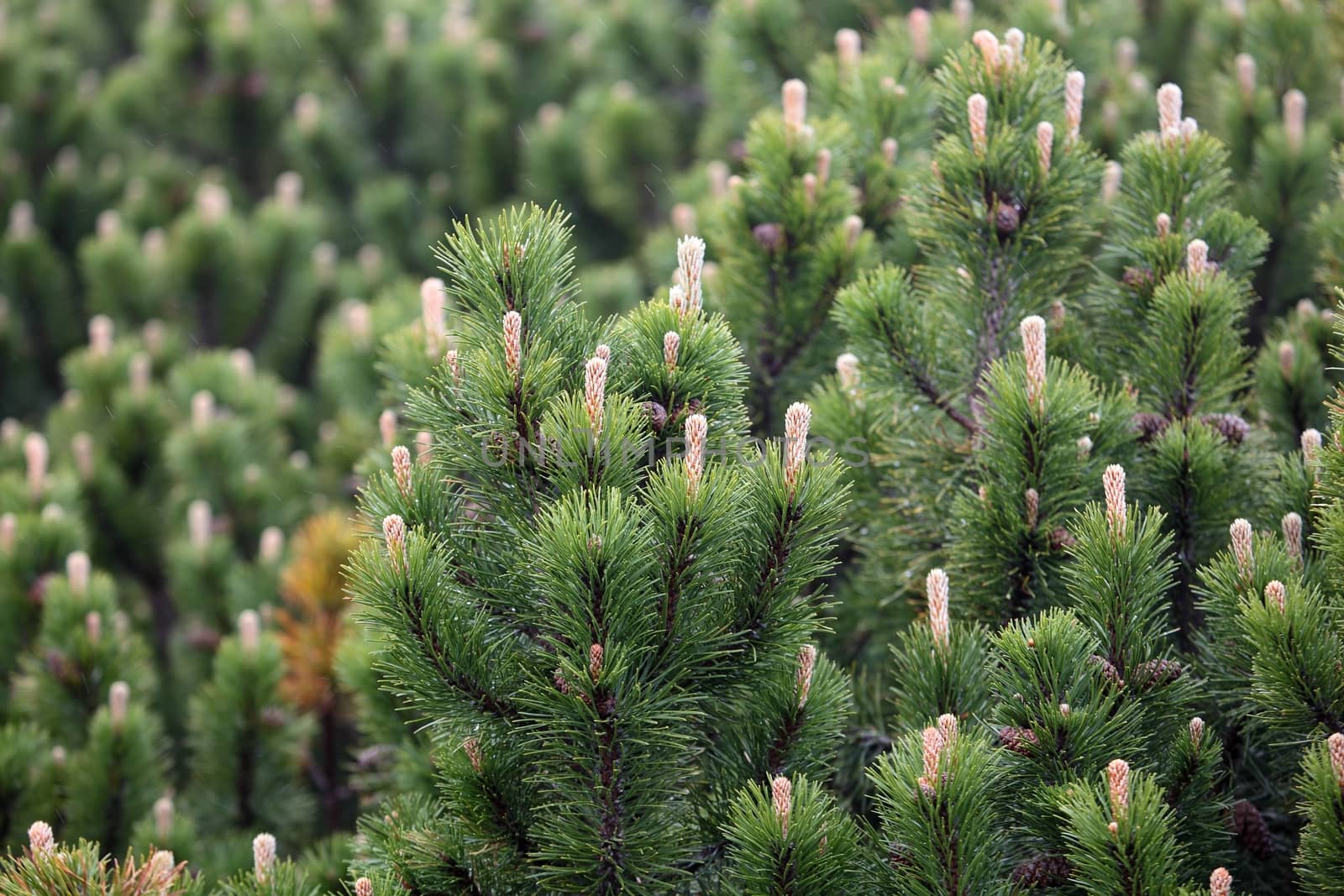 Branches of a dwarf mountain pine (Pinus mugo).