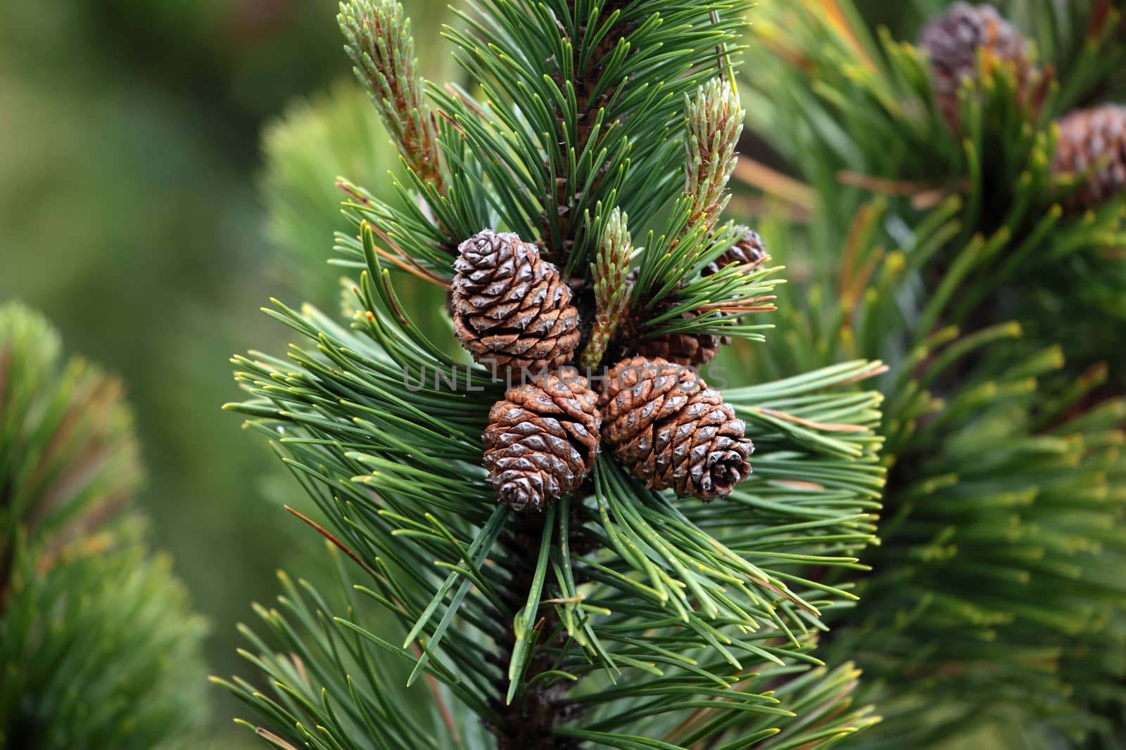 Dwarf Mountain Pine (Pinus mugo) by CWeiss