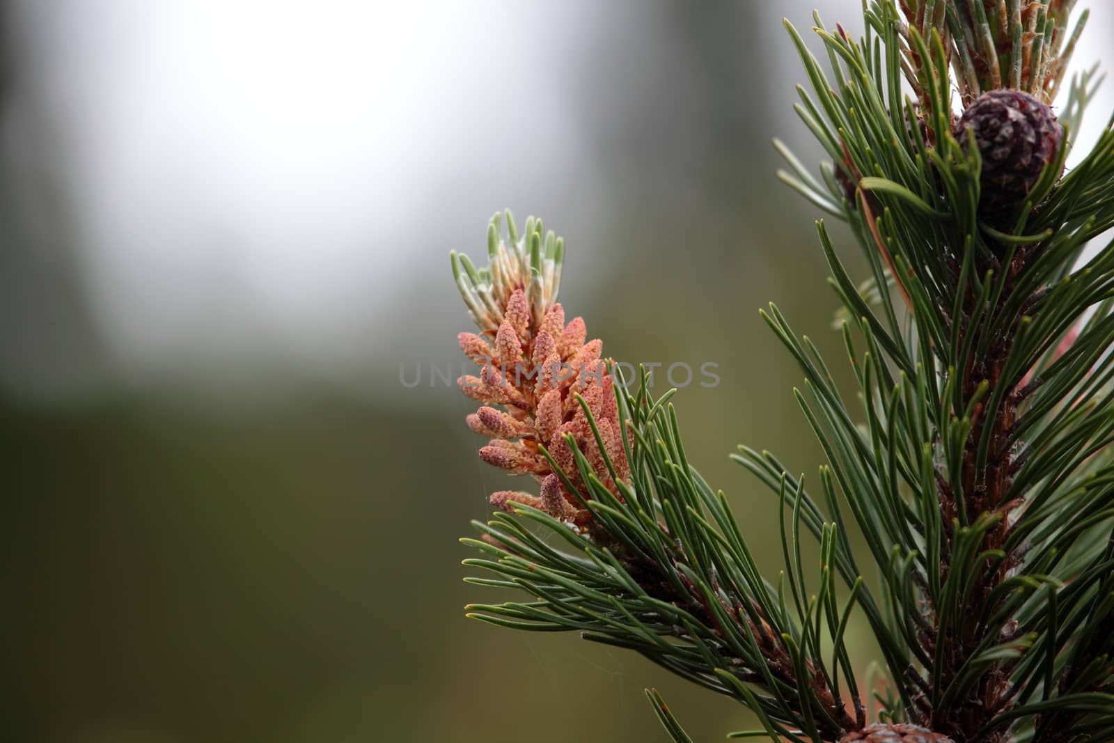 Branch of a dwarf mountain pine (Pinus mugo). Branch of a dwarf mountain pine (Pinus mugo).