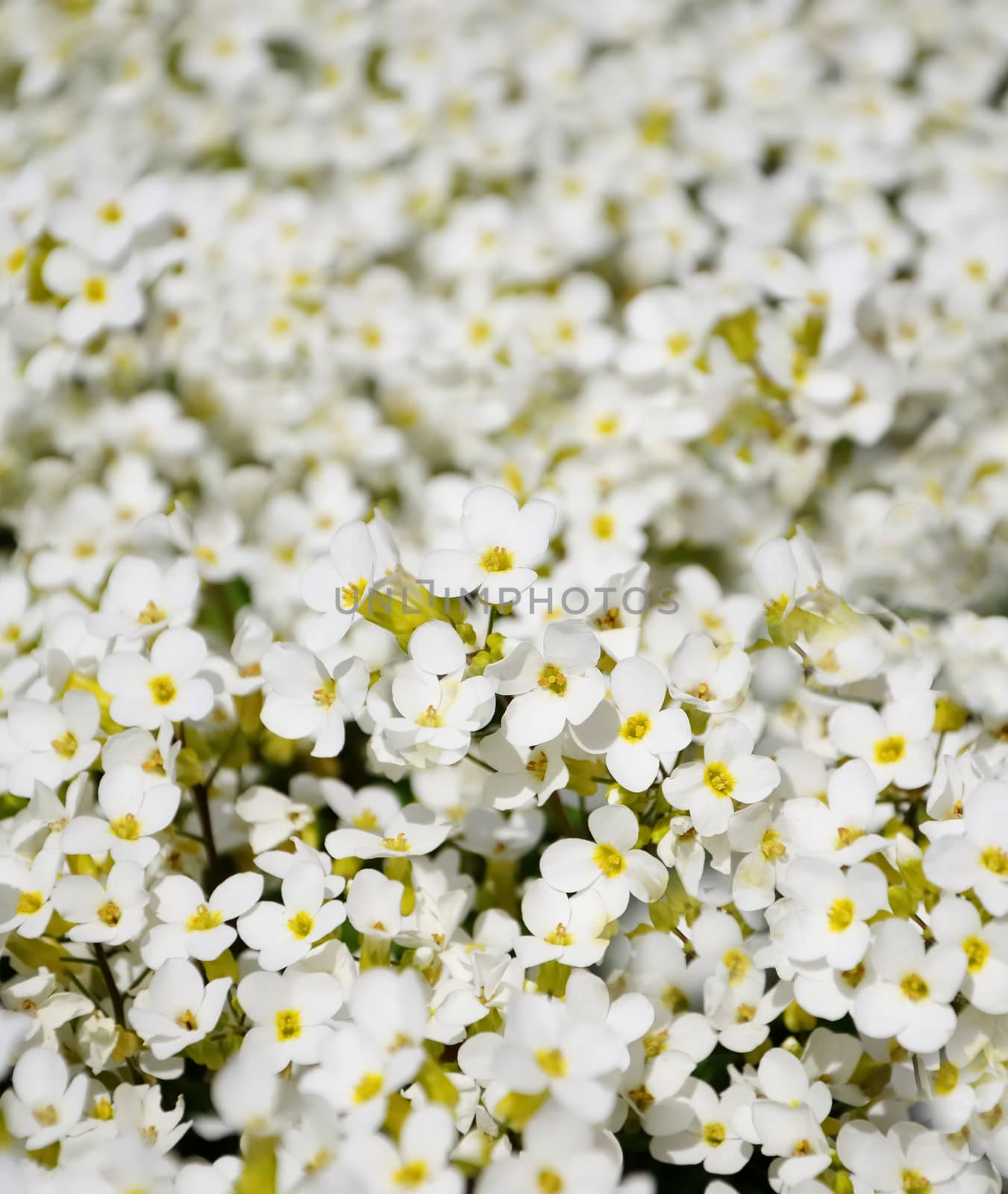 medow with white flowers