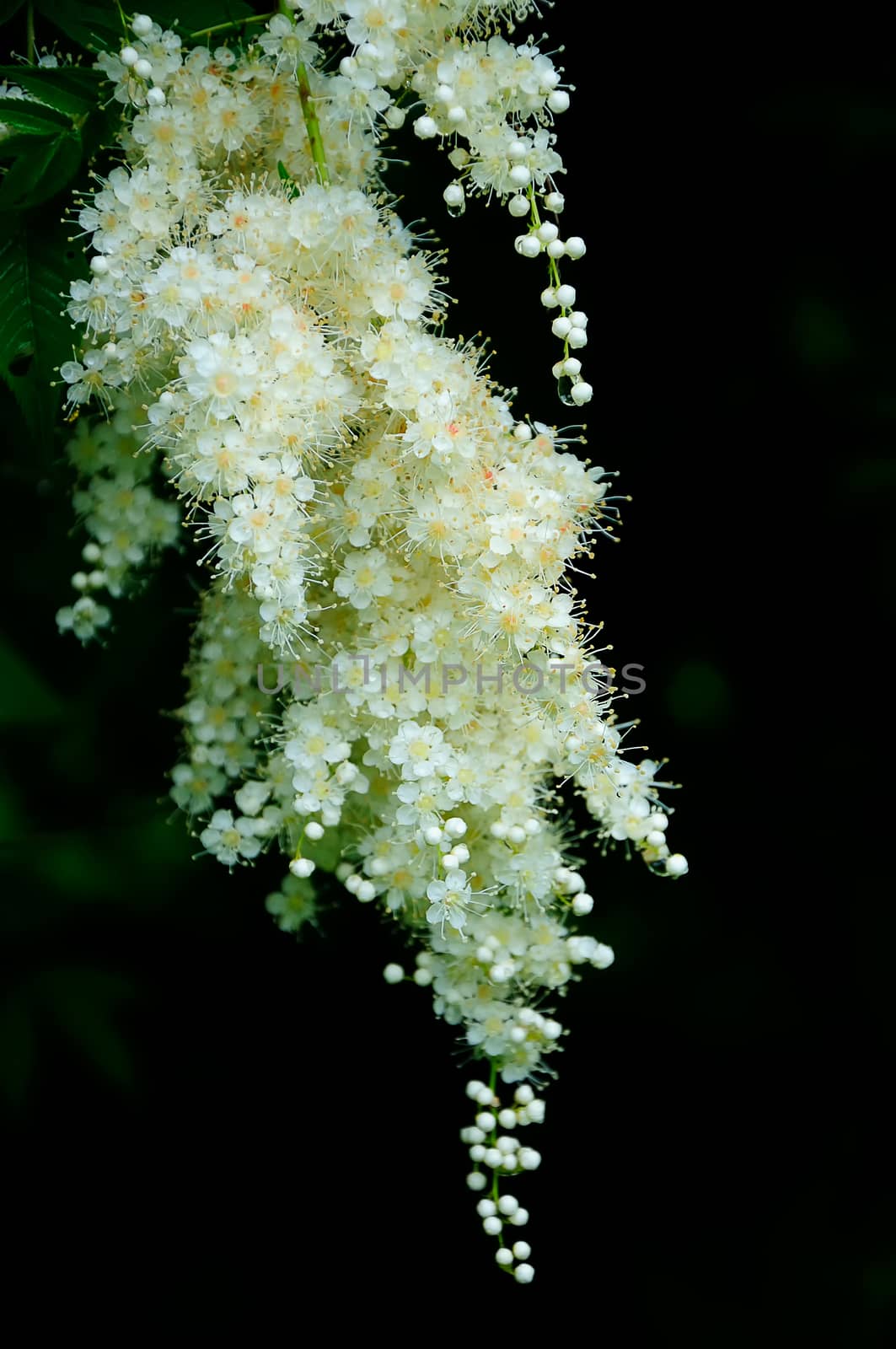 beautiful white blossom isolated on  black background