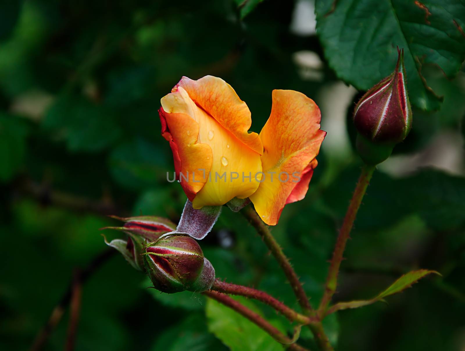 beautiful rose with rain drops macro view