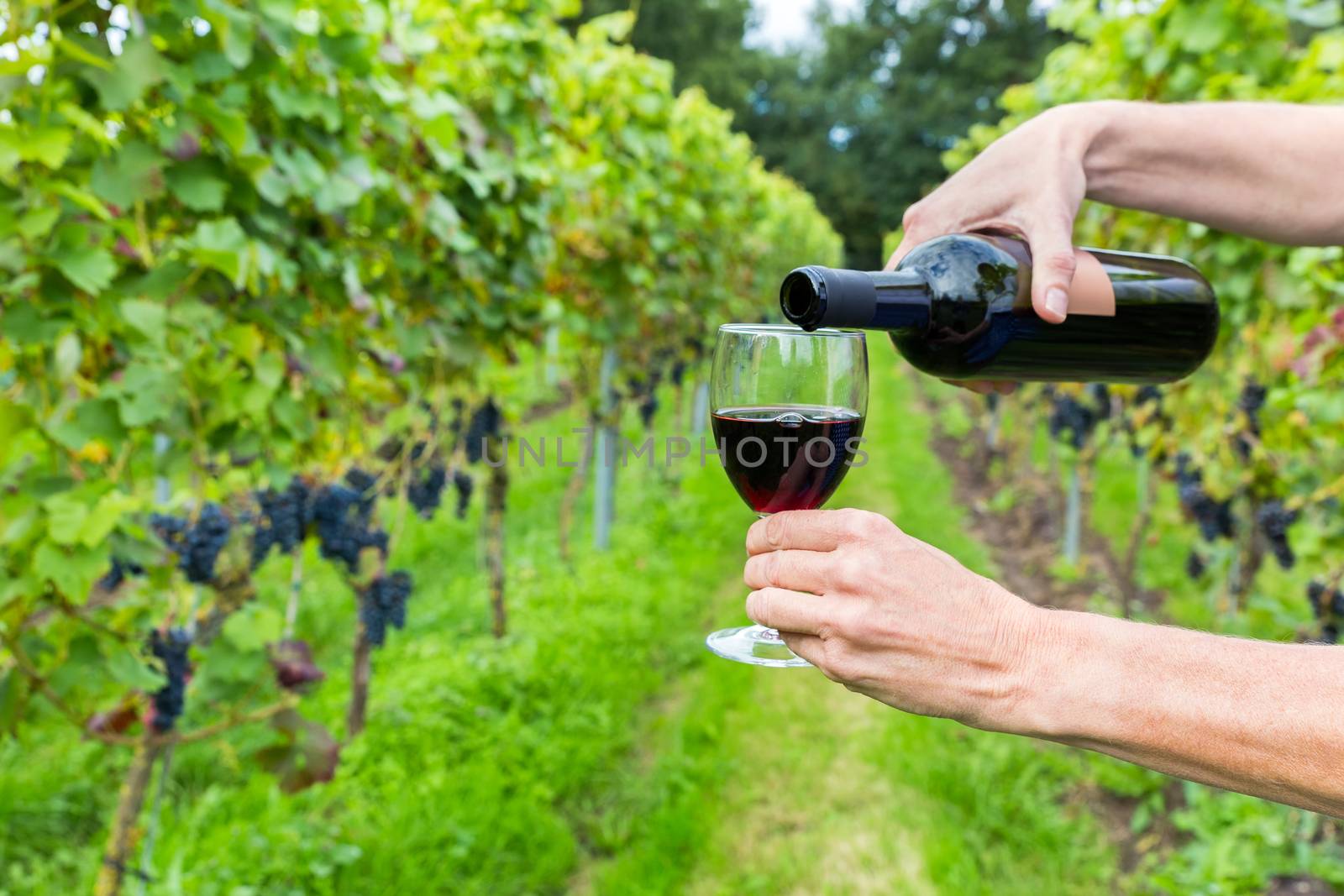 Two hands pouring red wine in glass at vineyard in autumn